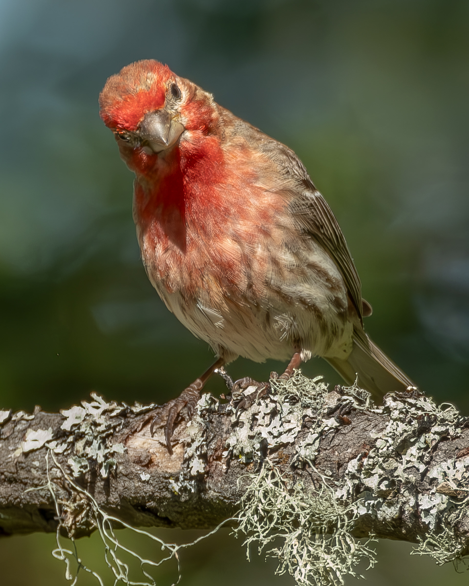 House Finch, Richardson Marsh