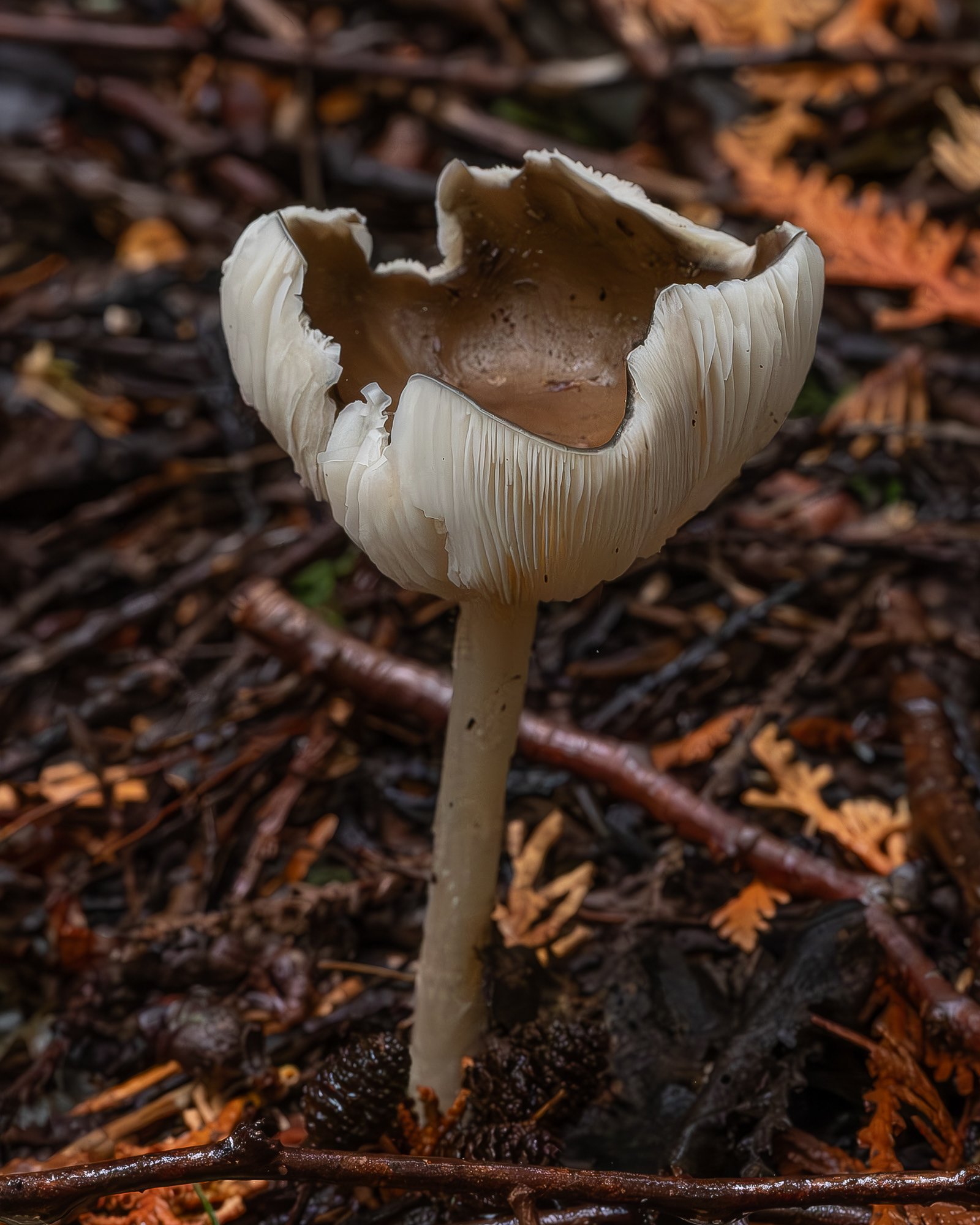 Deer mushroom (Pluteus cervinus), Hummel Lake Preserve