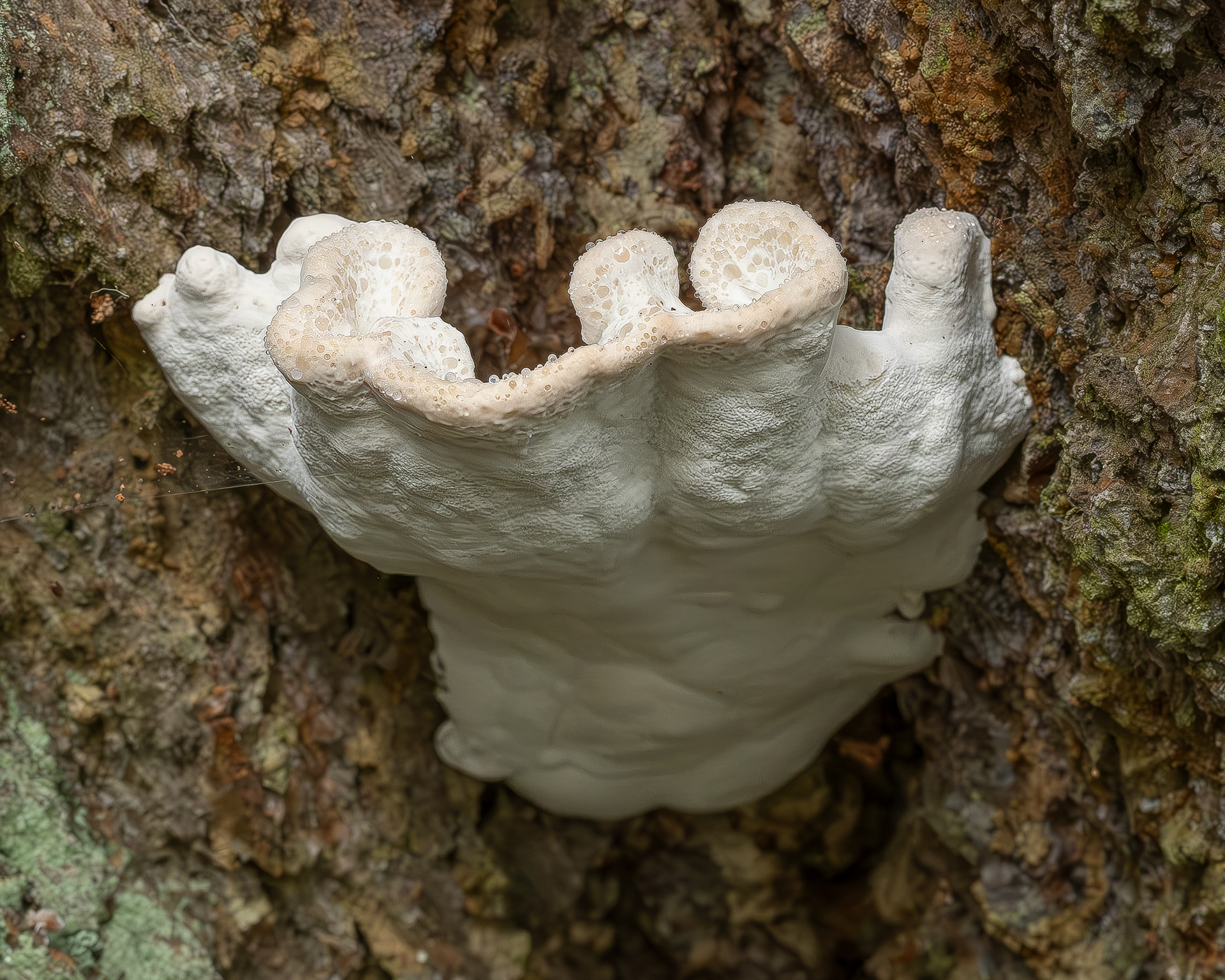 Snow-white crust (Plicatura nivea), Watmough
