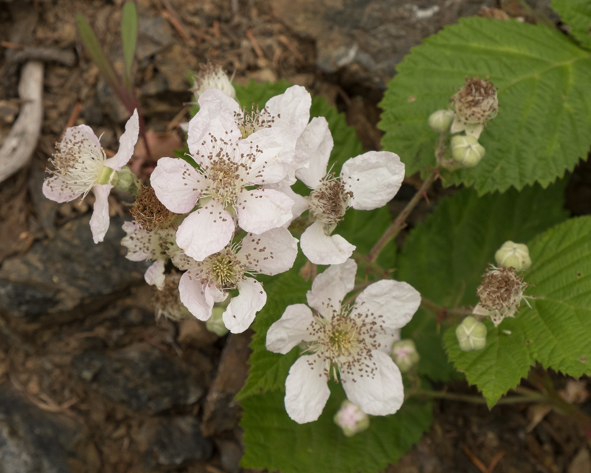 Himalayan blackberry Rubeus discolor), Vista Road - Noxious Class C