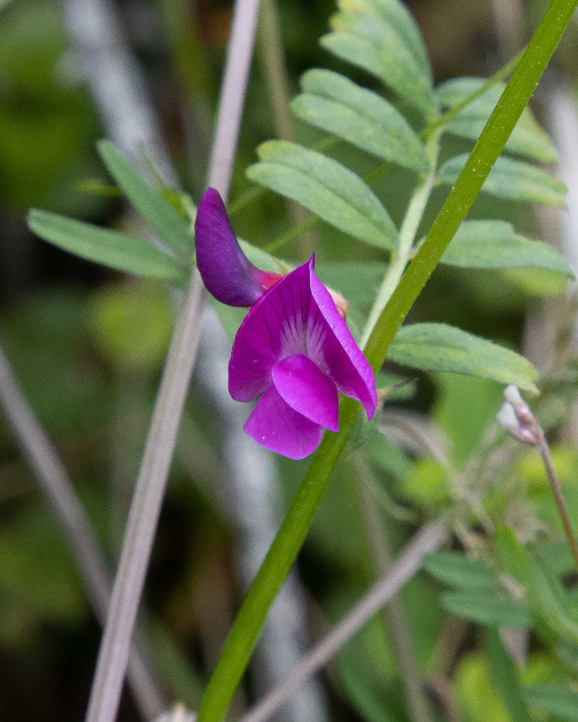 Common vetch (vice sativa), Richardson
