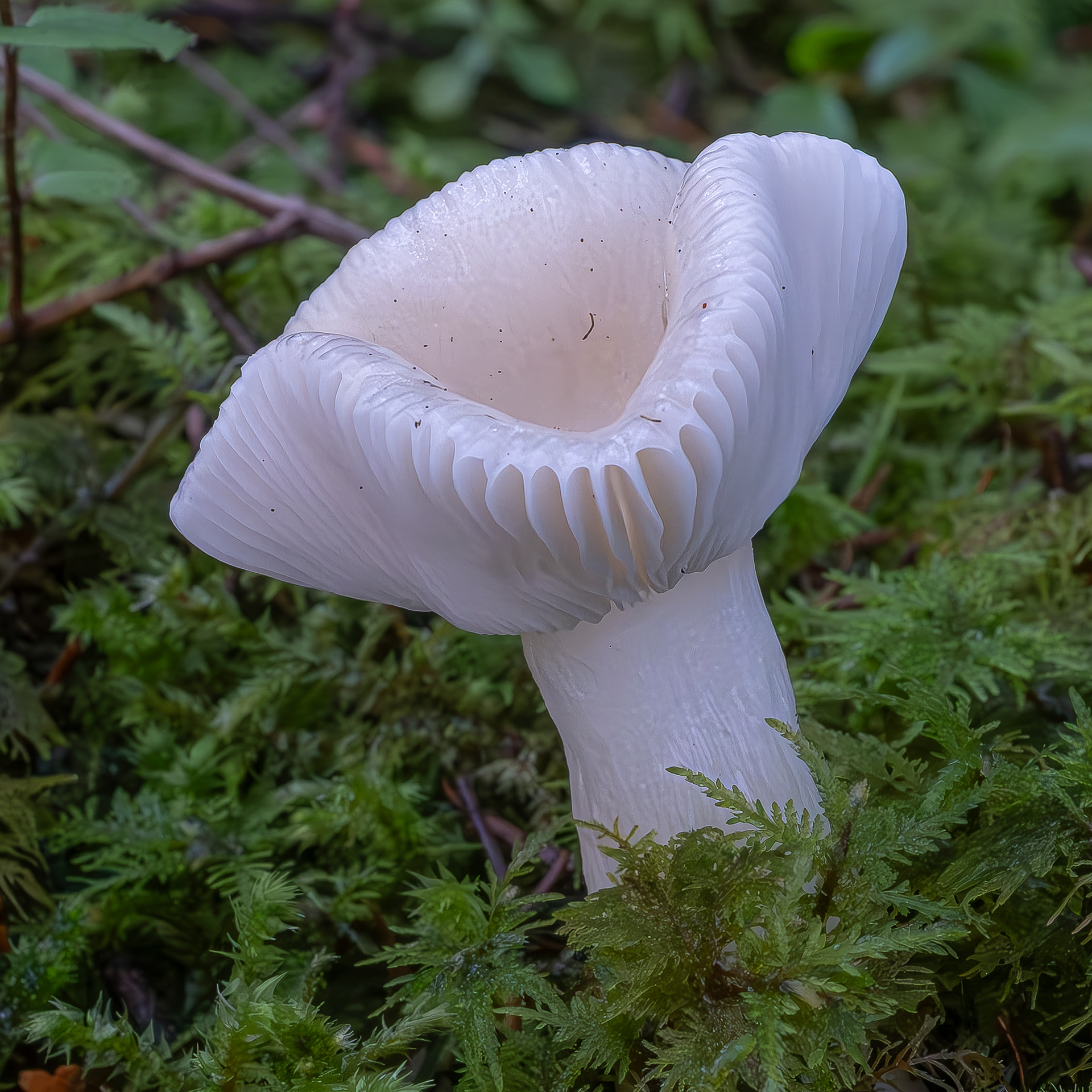 Creamy russula (Russula cremicolor), Point Colville