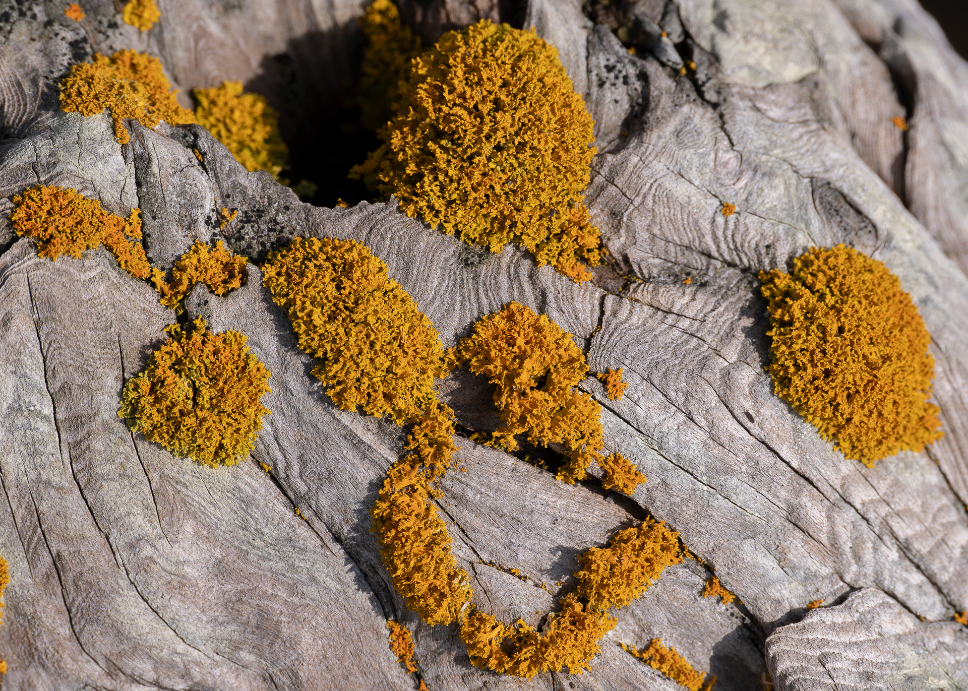 Shrubby Sunburst Lichen (Xanthoria candelaria), Spencer Spit