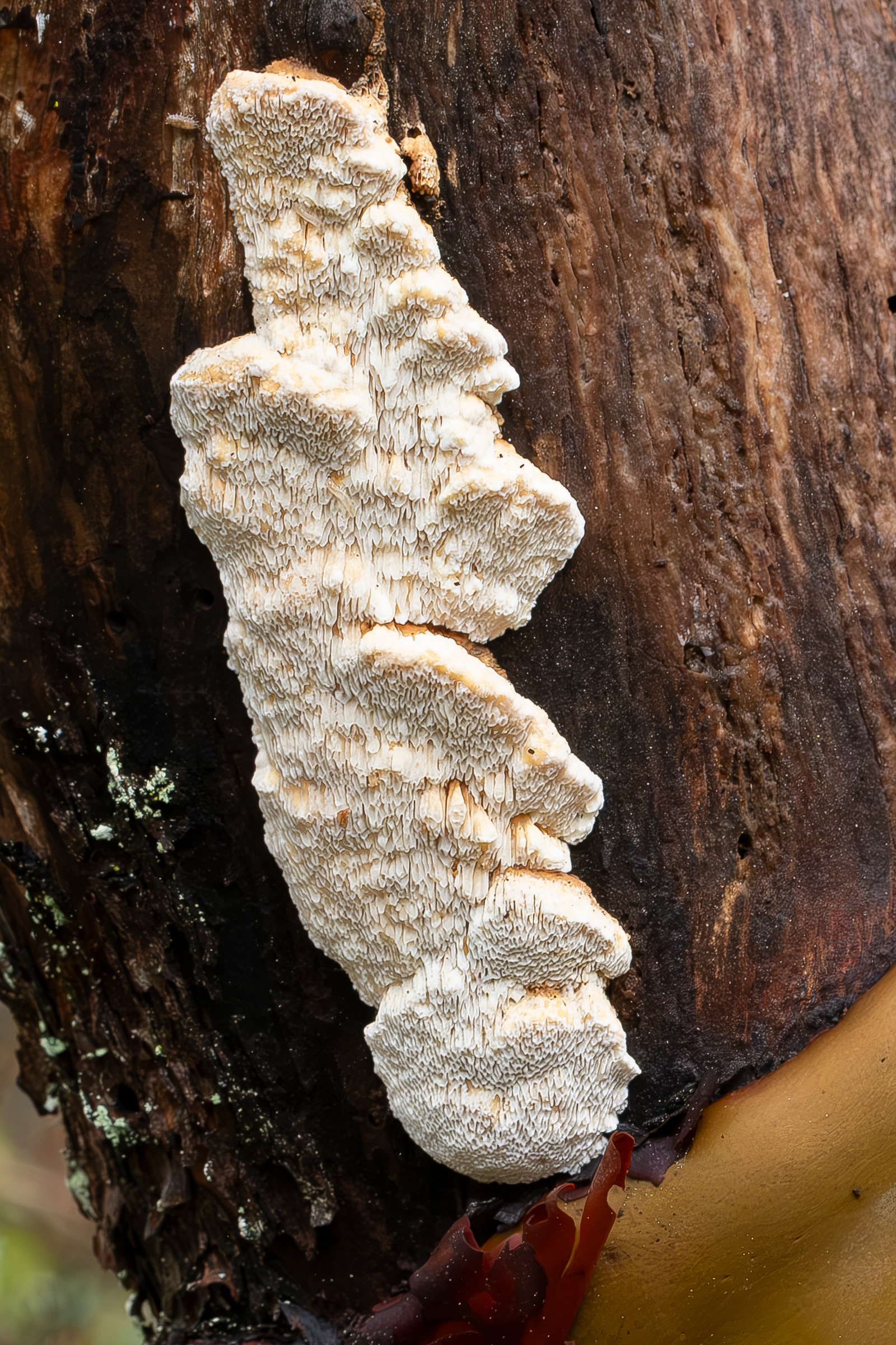 Madrone antrodia (Antrodia madronae), Chadwick Hill