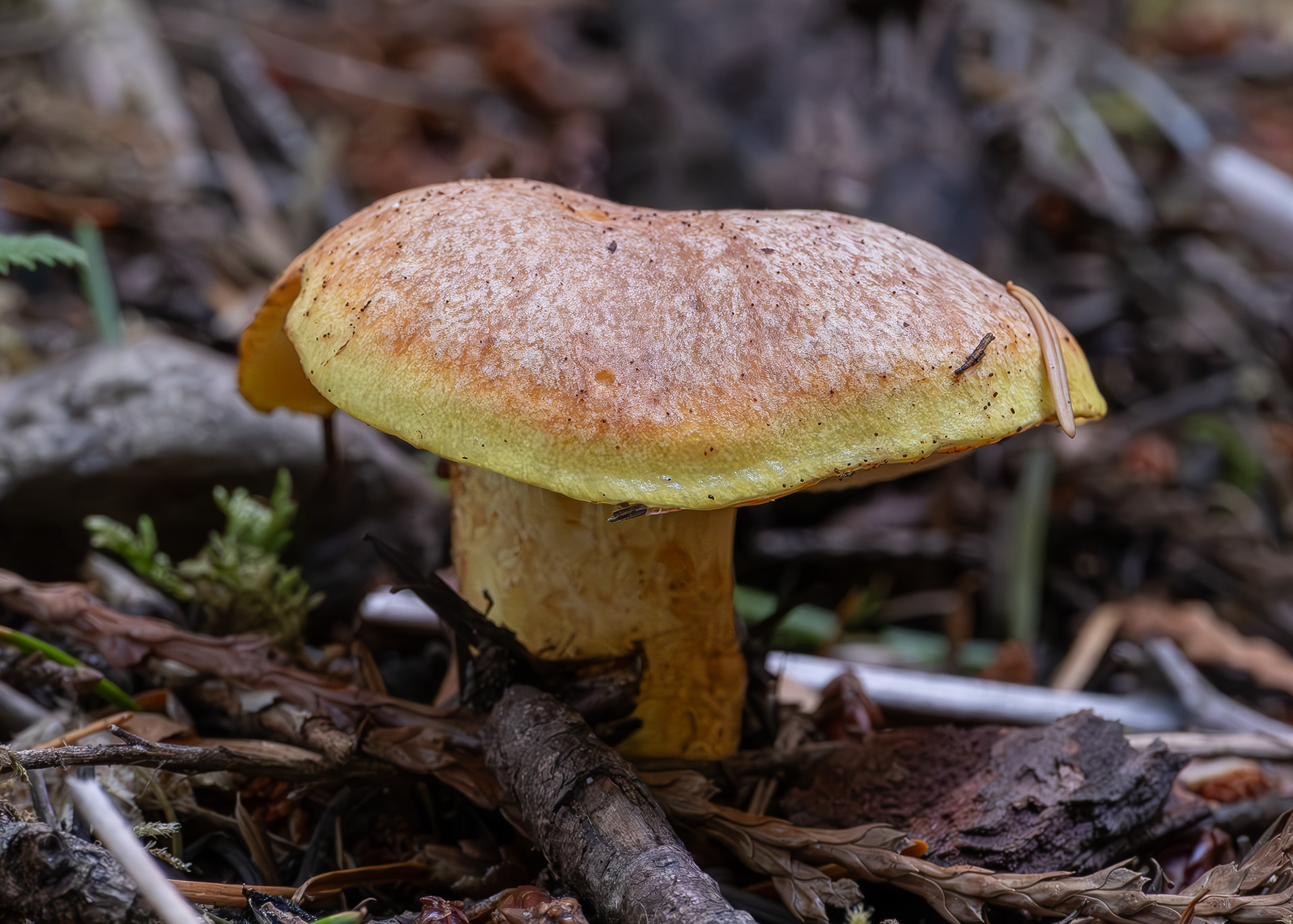 Fat jack (Sullius caerulescens), Lopez Hill