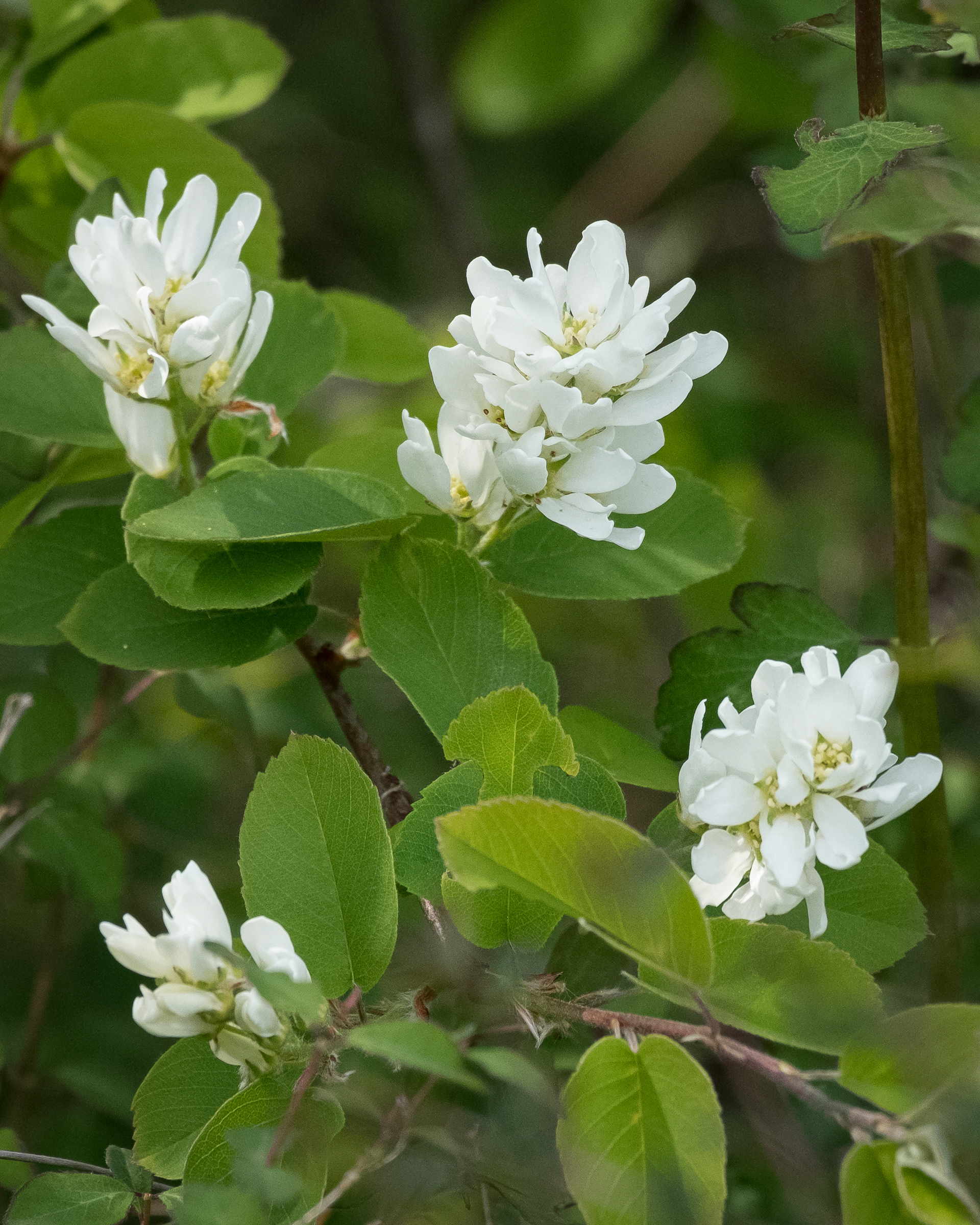 Serviceberry, (Amaelanchier alnifolia) Richardson
