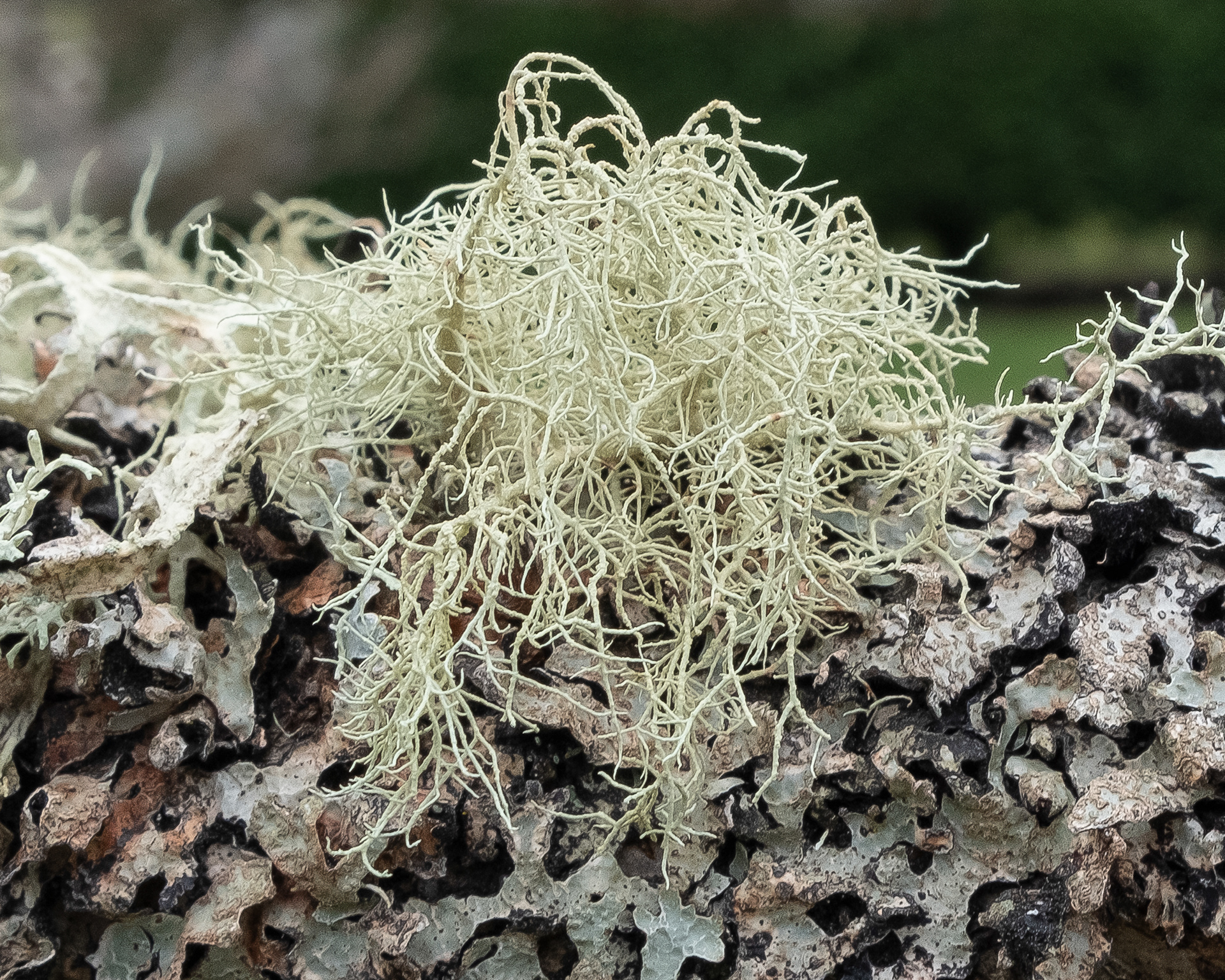 Fishbone Beard Lichen (Usnea filipendula), Kjargaard Road