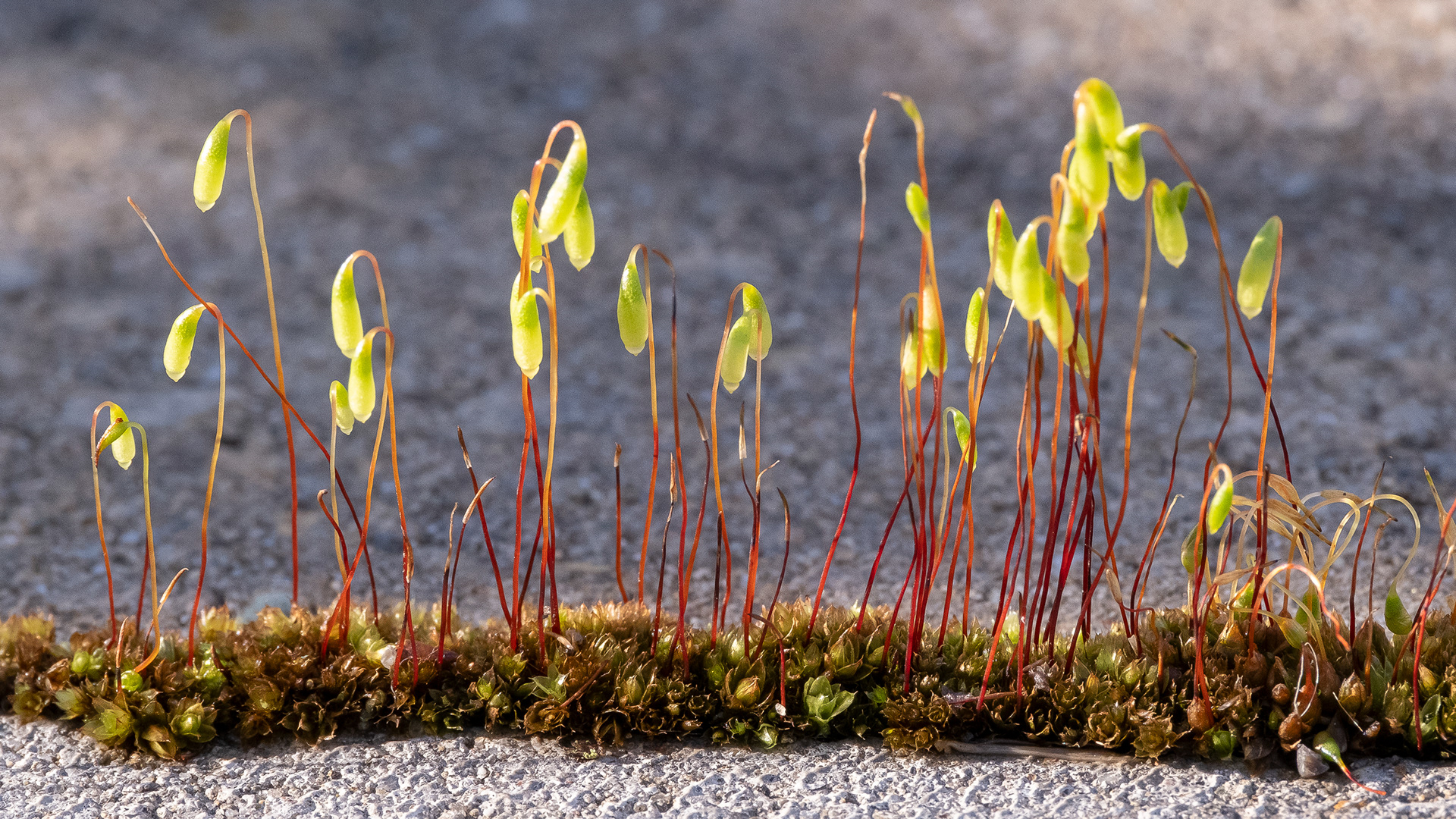 Terrarium Moss (Pohlia nutans), Kjargaard Road