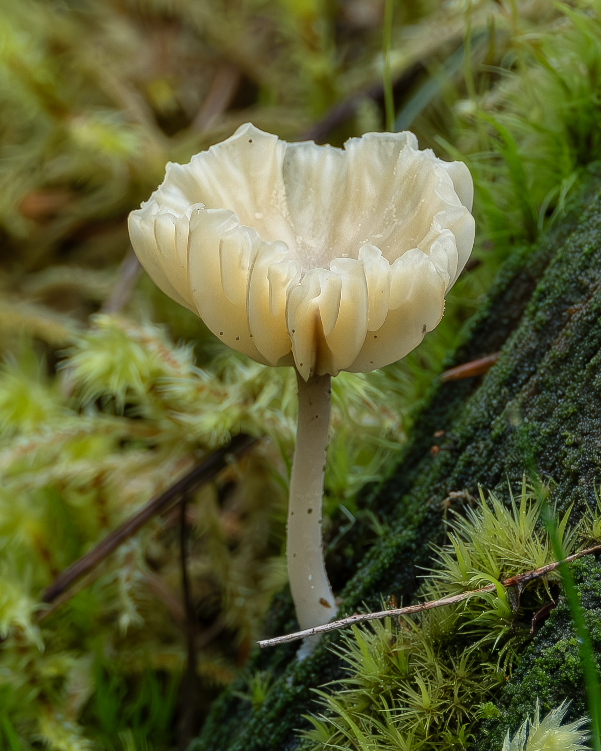 Lichen Agaric (Lichenomphalia umbellifera), Lopez Hill