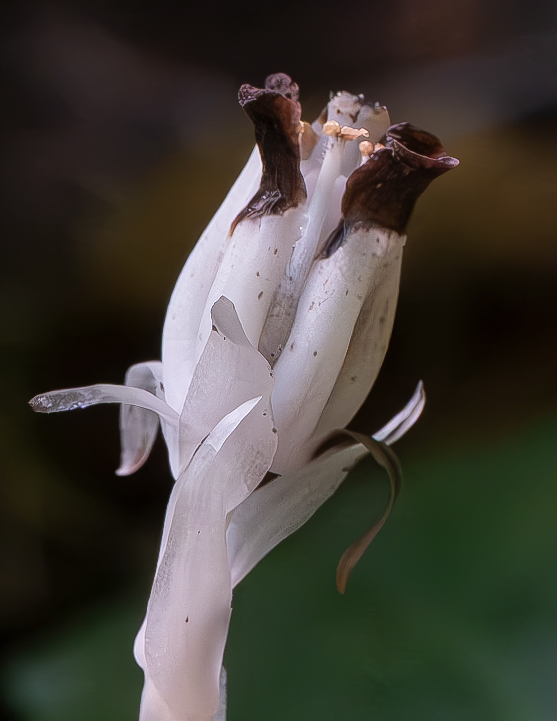 Ghost pipe (Monotropa uniflora), Spencer Spit