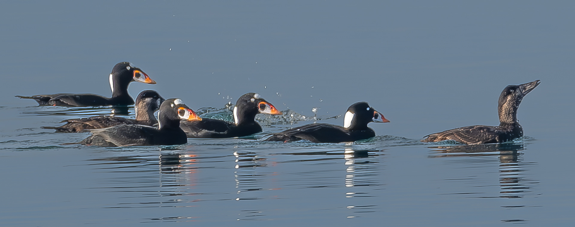 Surf Scoters, Richardson
