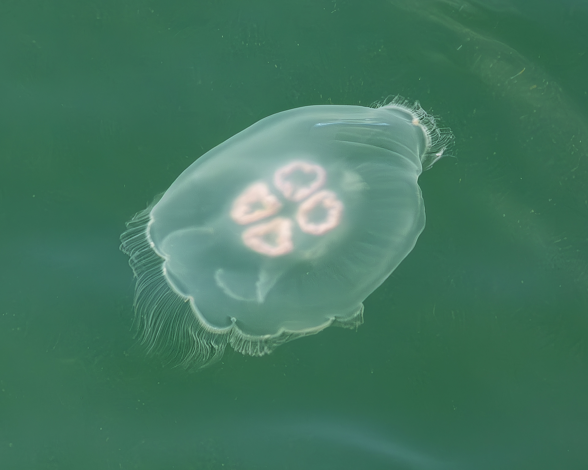 Common Moon Jelly, Point Colville