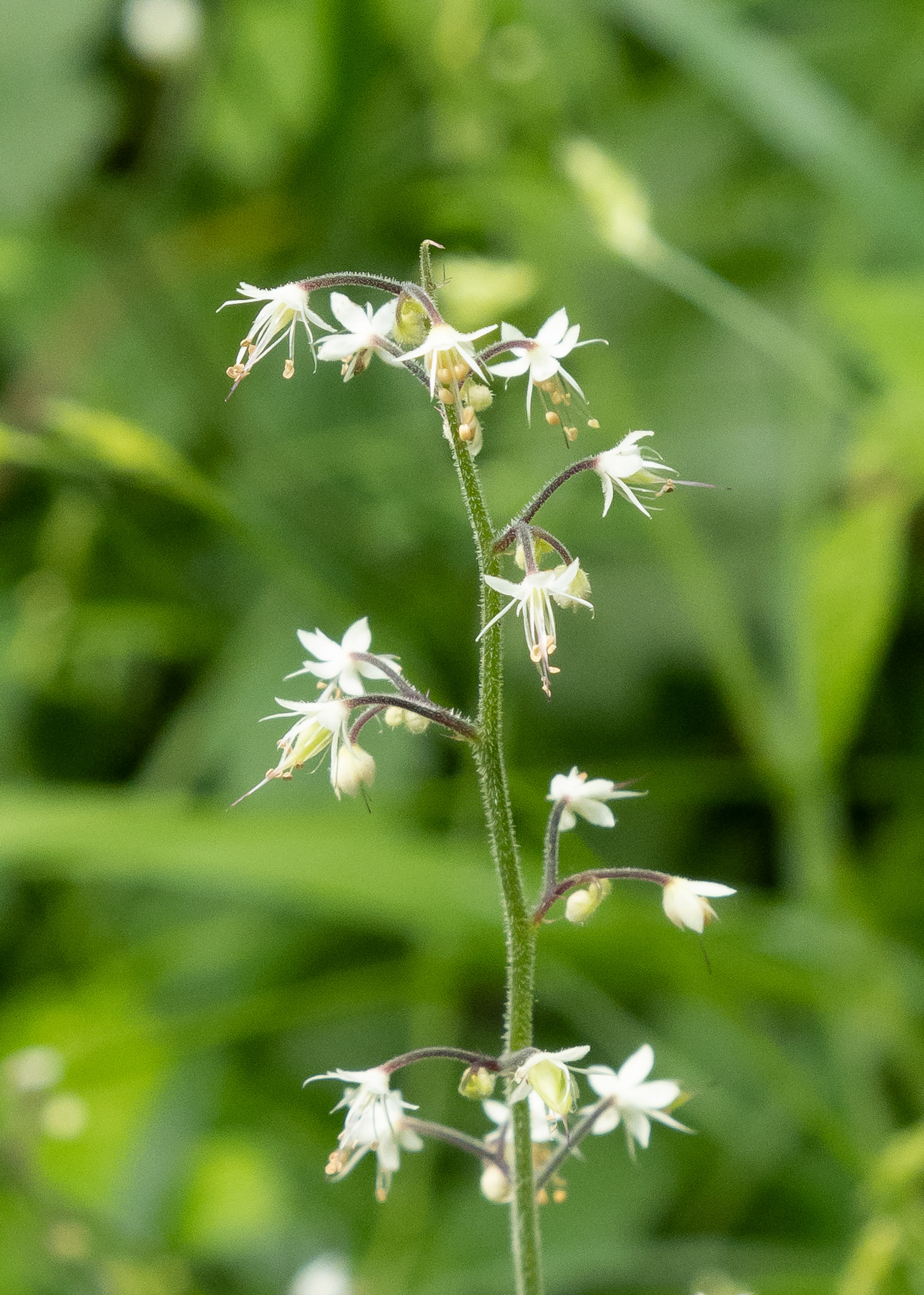 Foamflower (Tiarella trifoliata), Lopez Hill