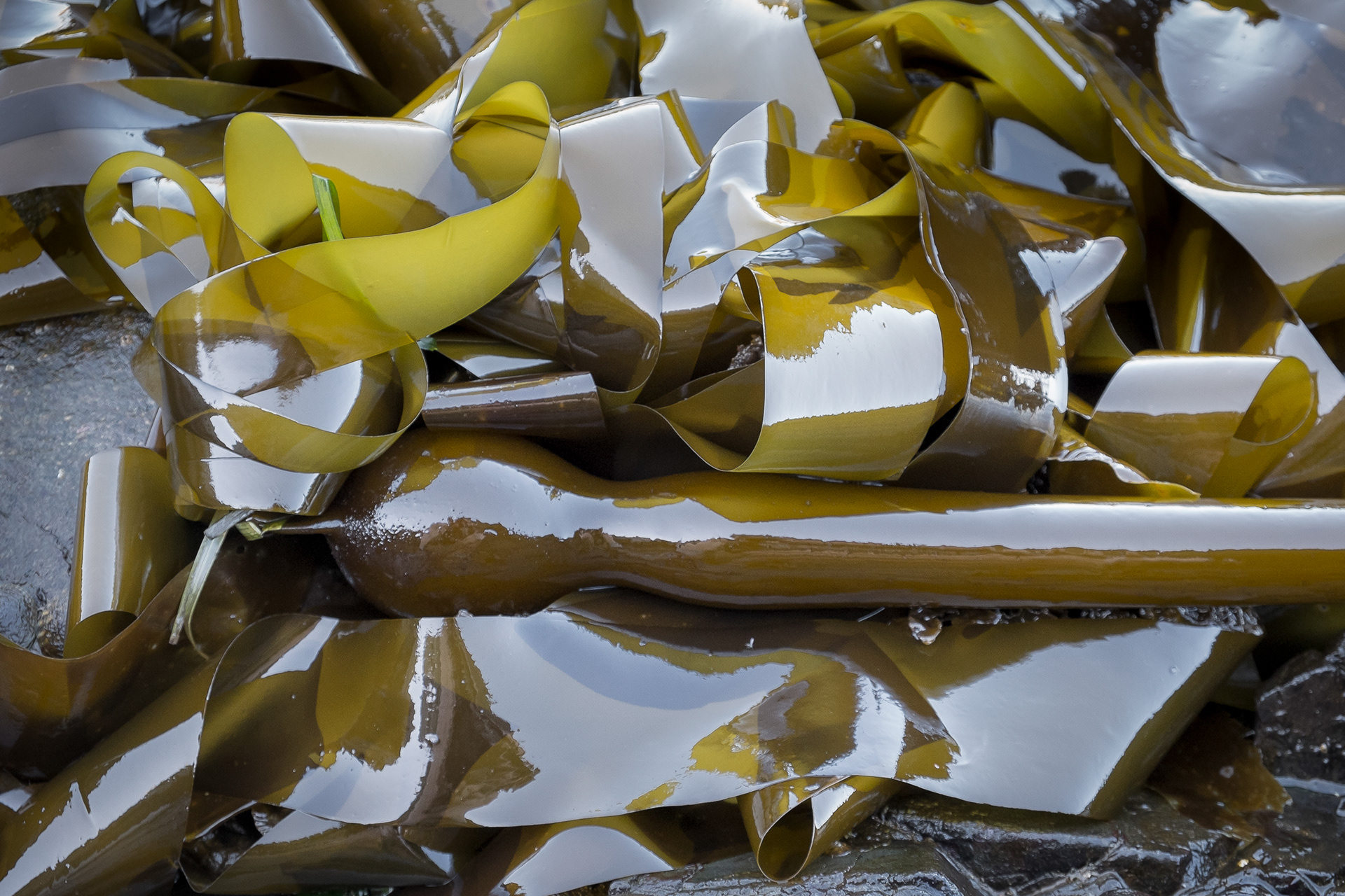 Bull Kelp, Watmough Bay