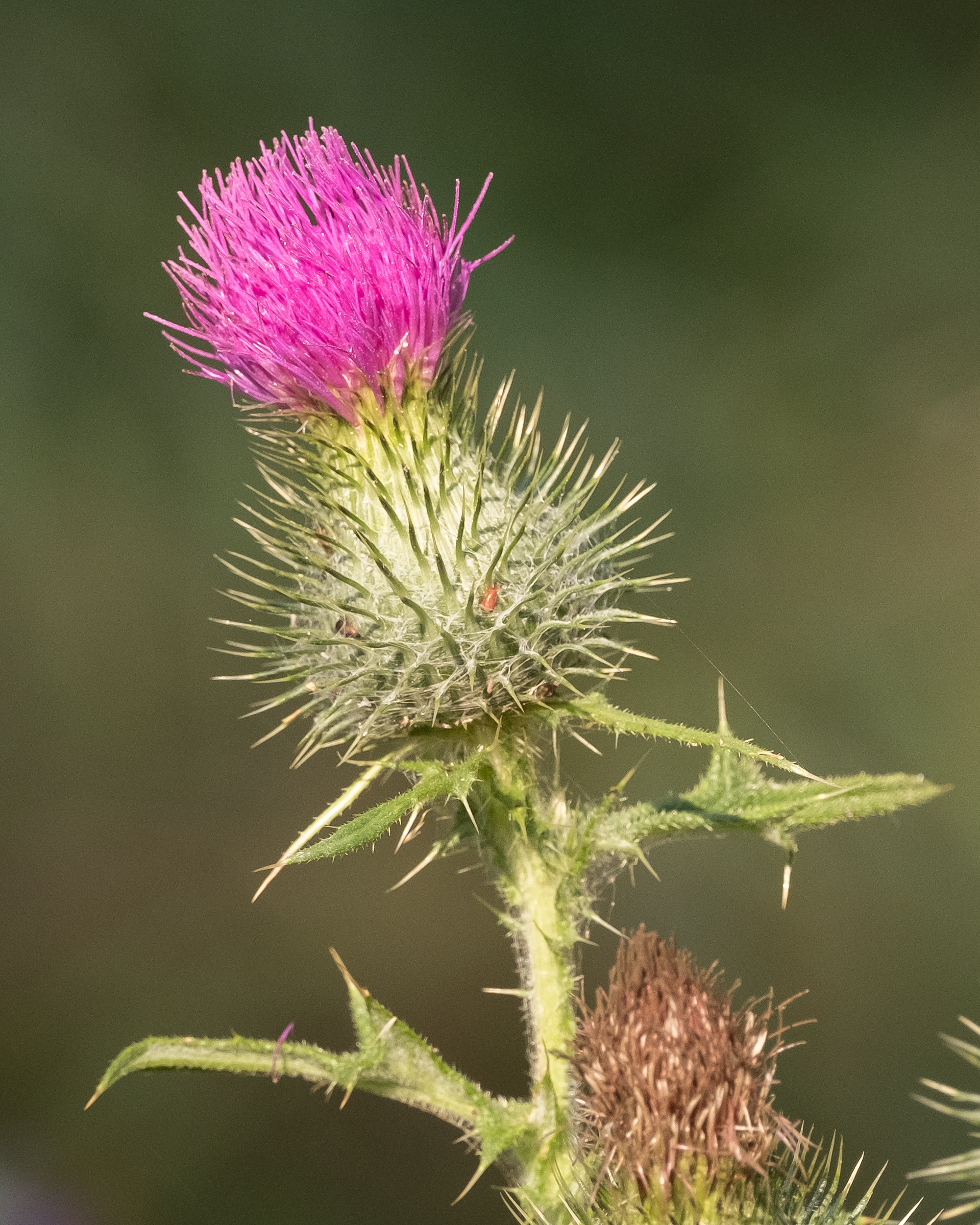 Bull thistle (Cirsium vulgaire) Point Colville - Noxious Class C