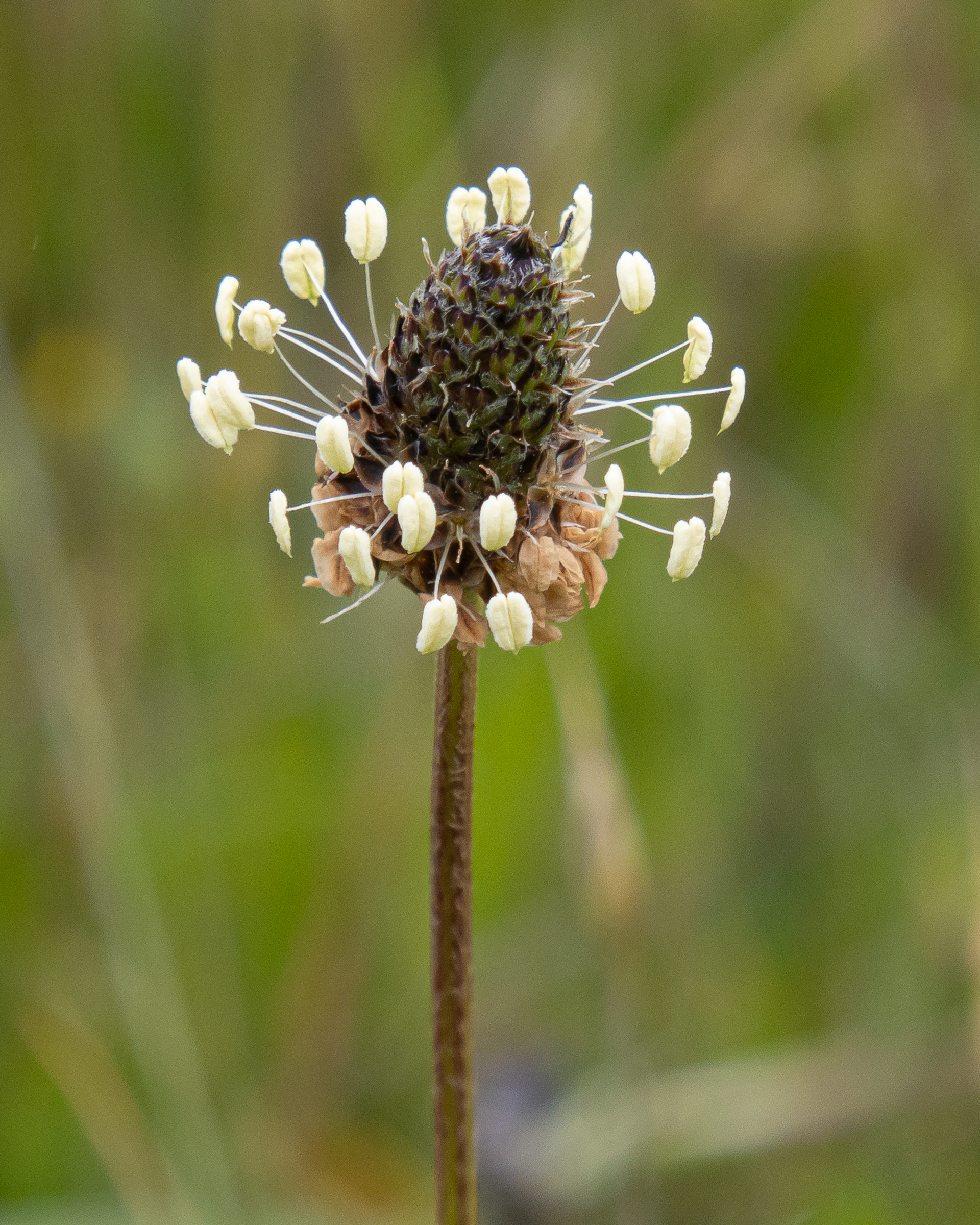 Ribwort (Plantago lanceolata), Iceberg Point