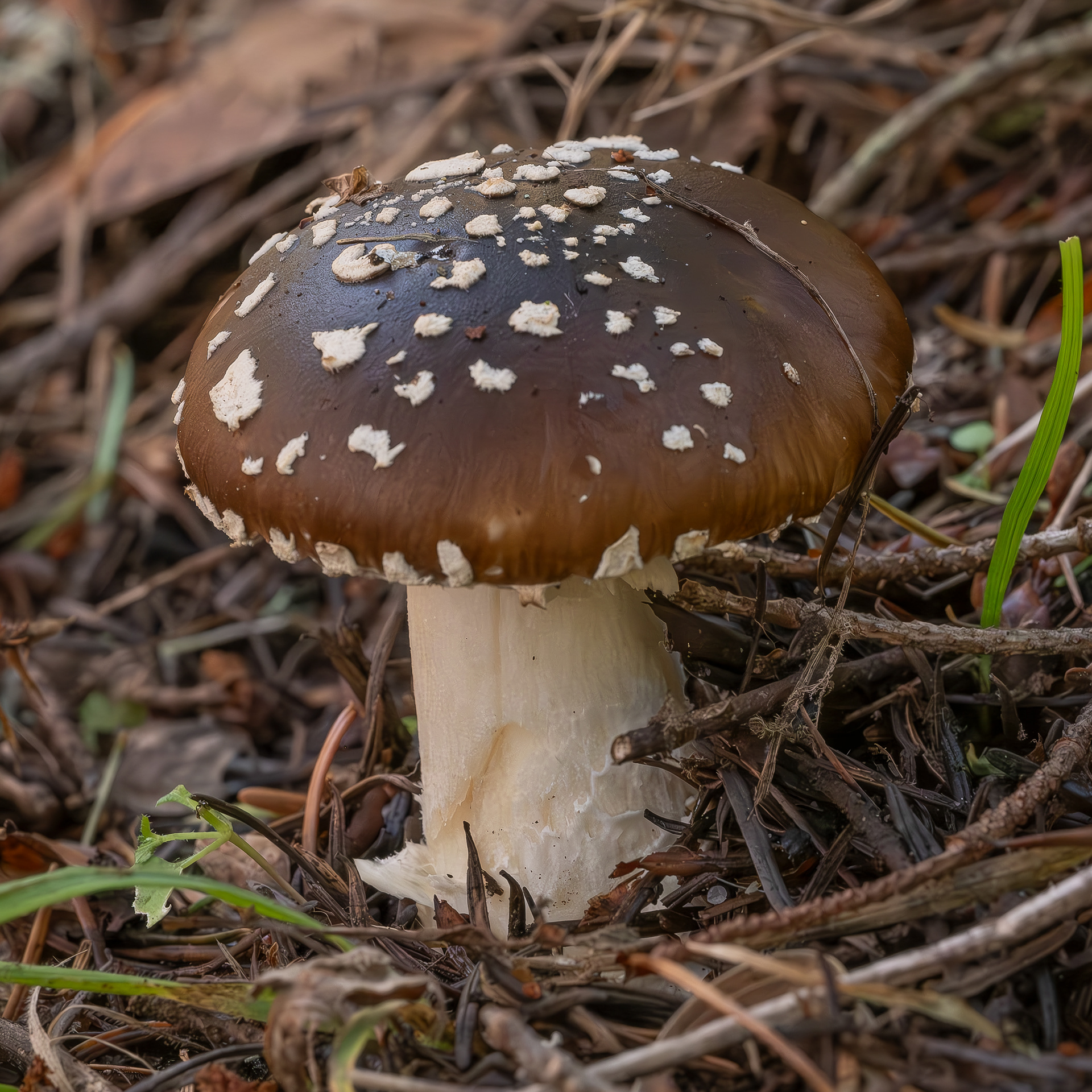 Panther cap (Amanita pantherina), Point Colville