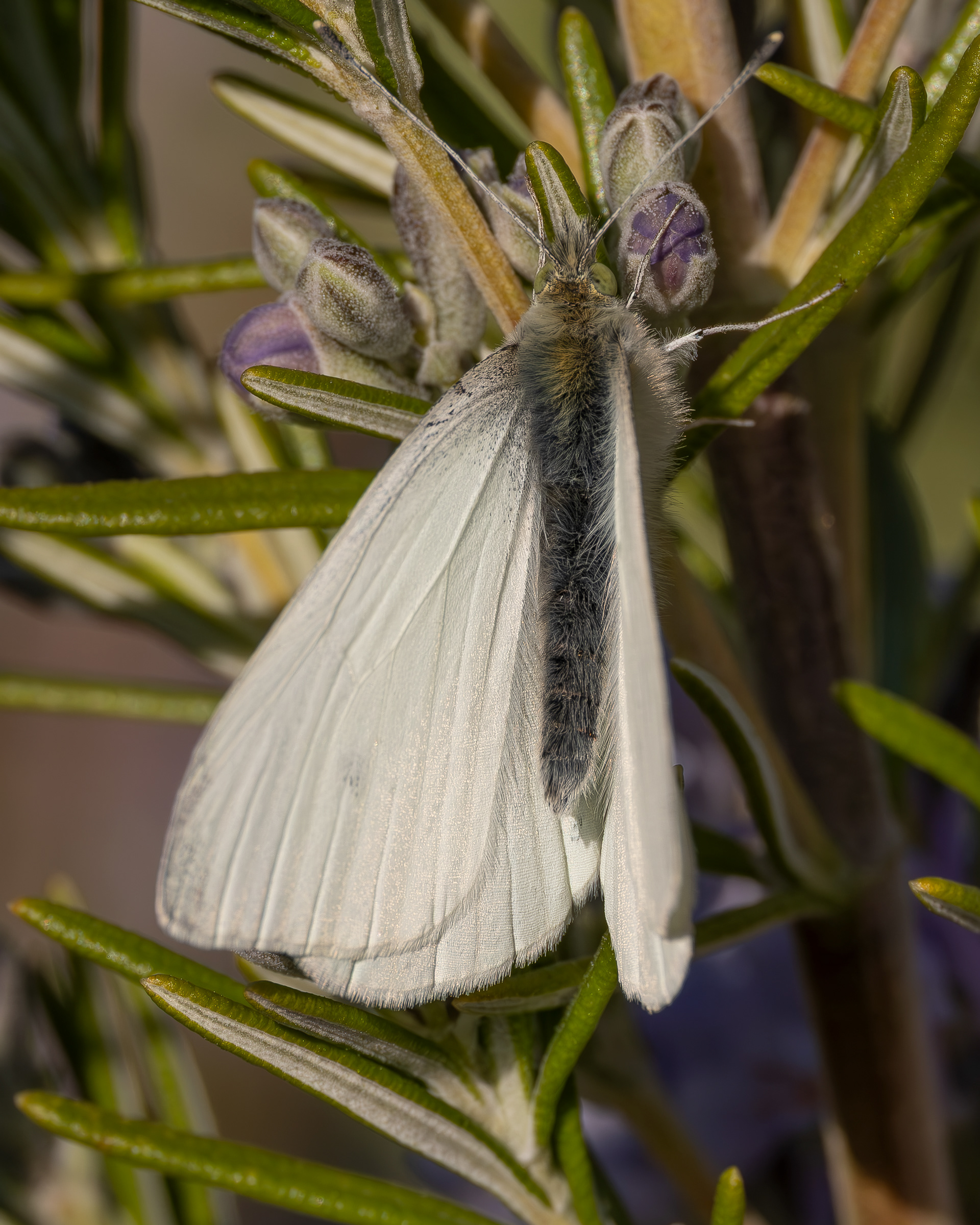 Margined White (Pieris marginalis) Kjargaard Road