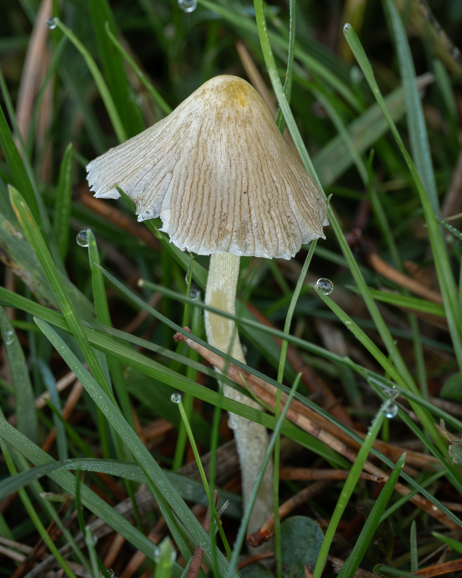 Yellow fieldcap (Bolbitius titubans), Kjargaard Road