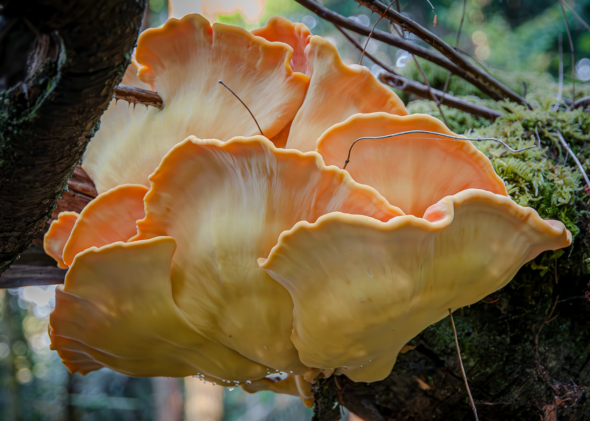 Chicken f the Woods (Laetiporus sulphureus), Watmough Bay Preserve