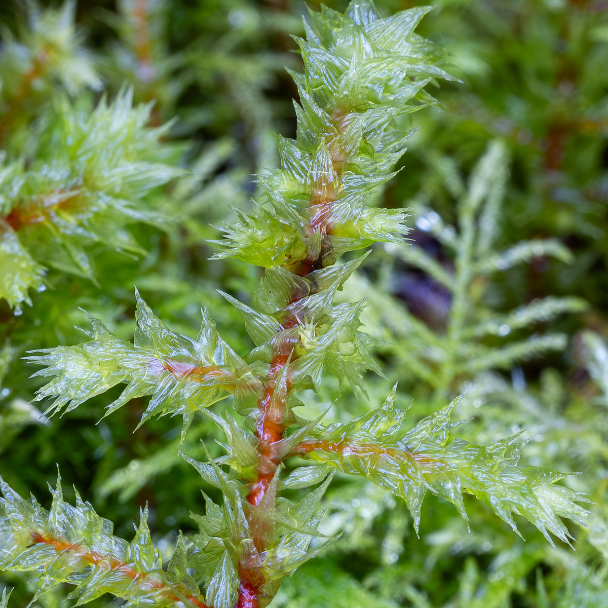 Rough Goose Neck Moss (Hylocomiadelphus triquetrus), Hummel Lake Preserve