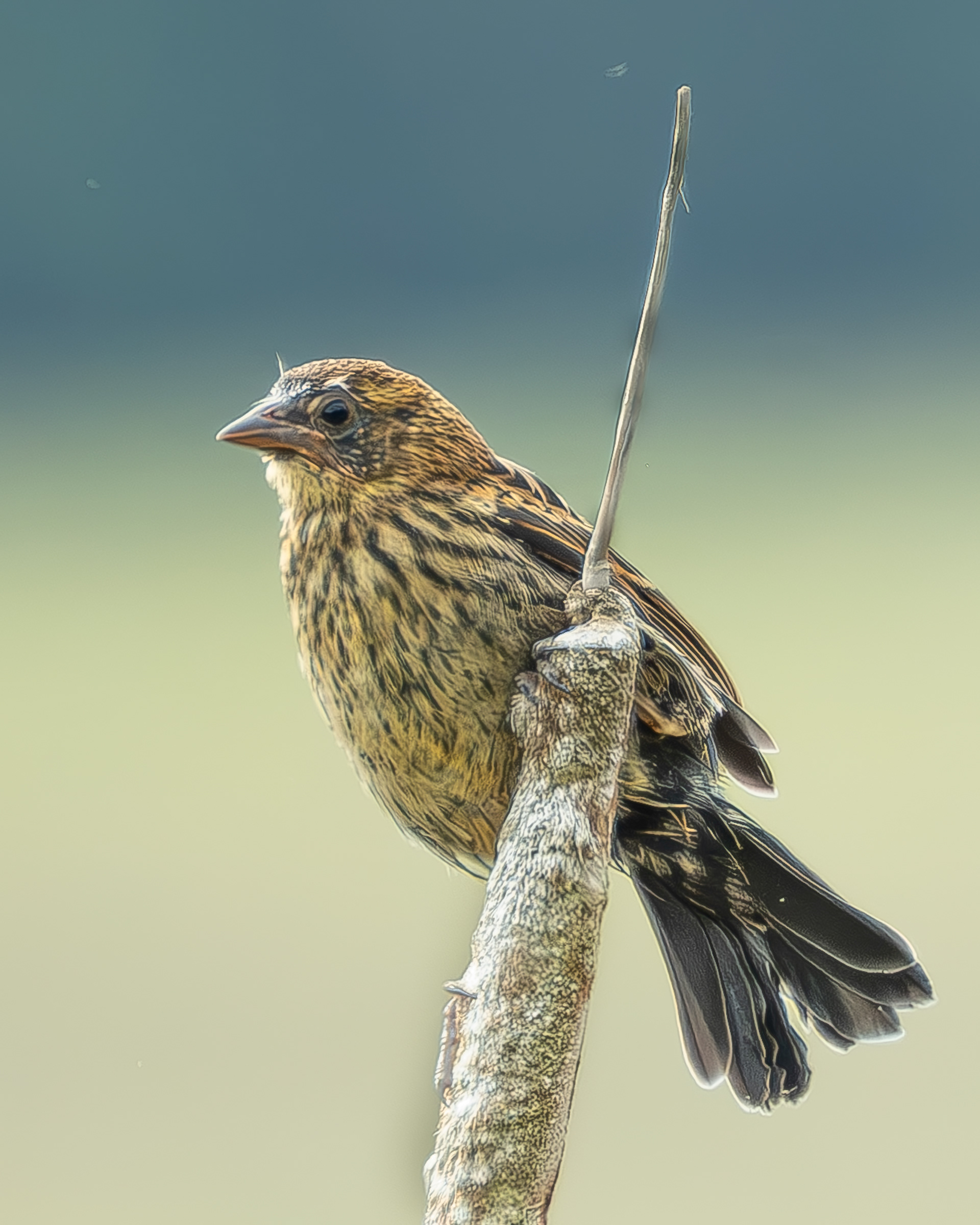 Female Red-winged Blackbird, Richardson Marsh