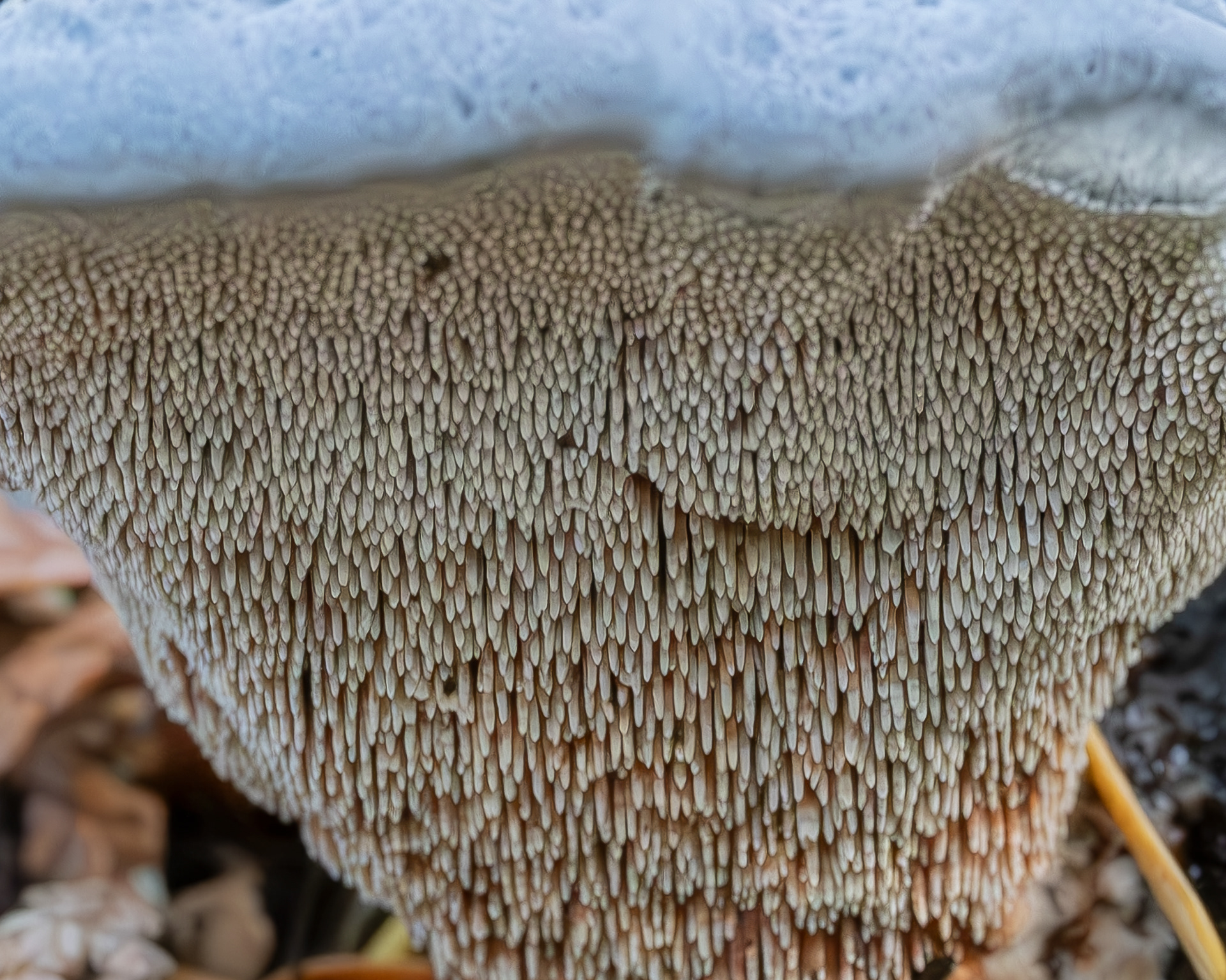 Blue tooth (Hydnellum caeruleum) Odlin Park