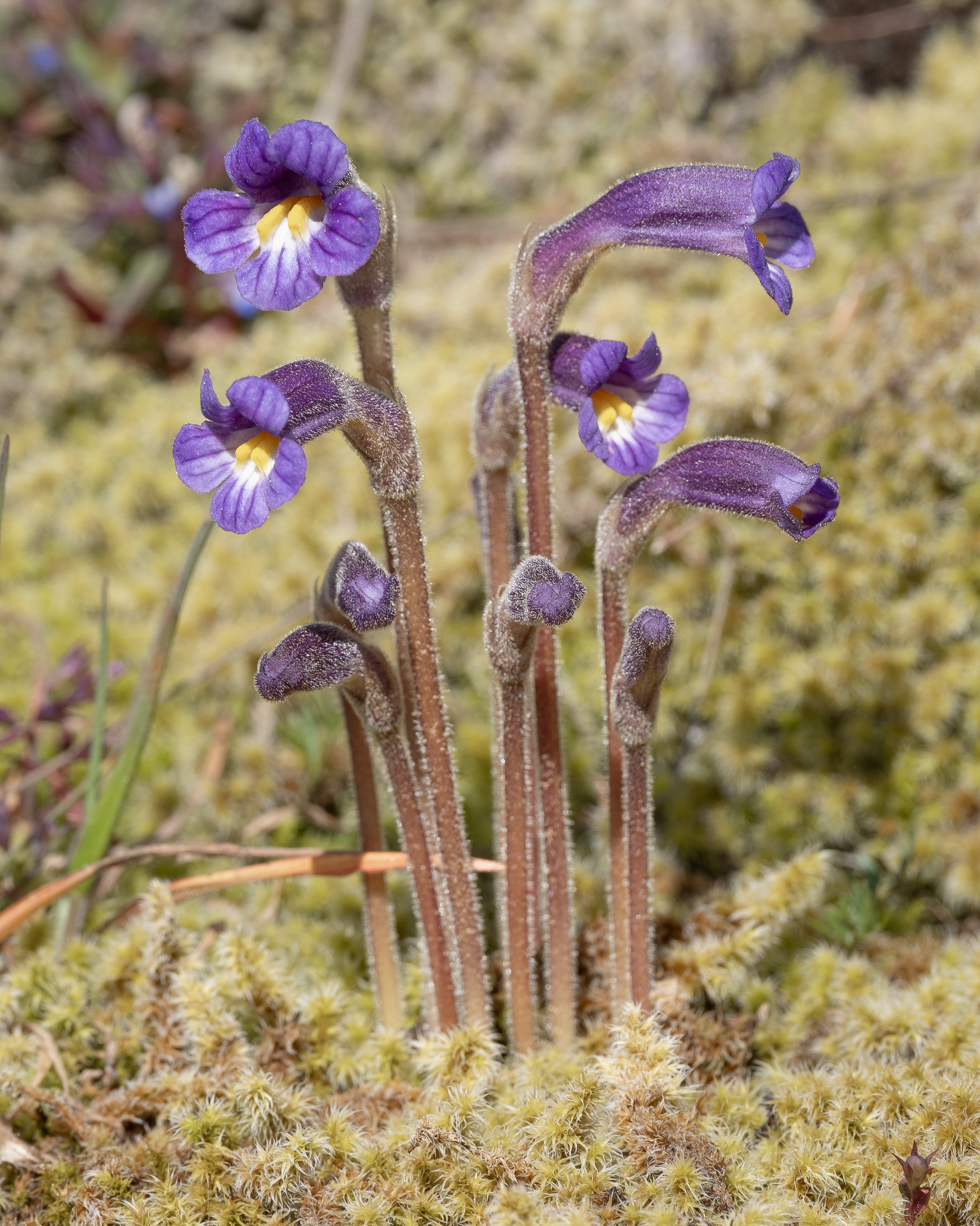 Naked Broomrape (Orobanche uniflora) Chadwick Hill