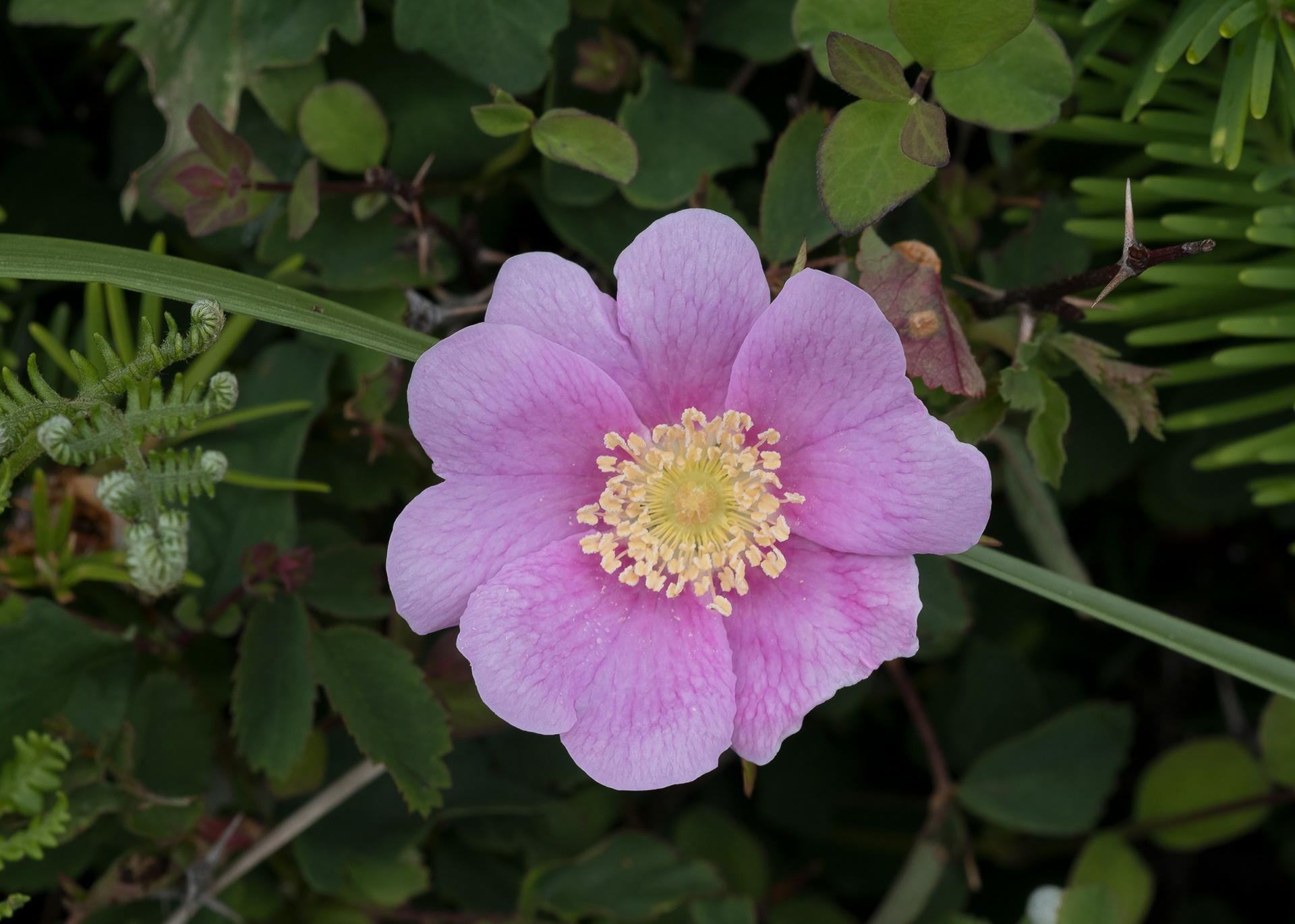 Nootka rose (Rosa nutkana), Iceberg Point