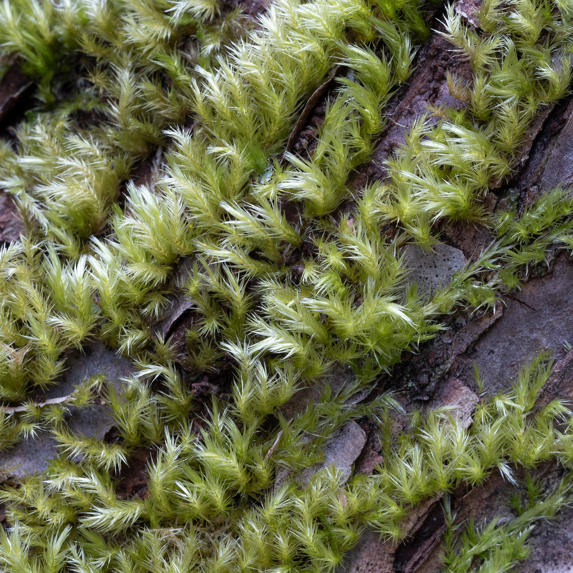 Nuttall's Homalothecium Moss (Homalothecium nuttallii), Lopez Hill