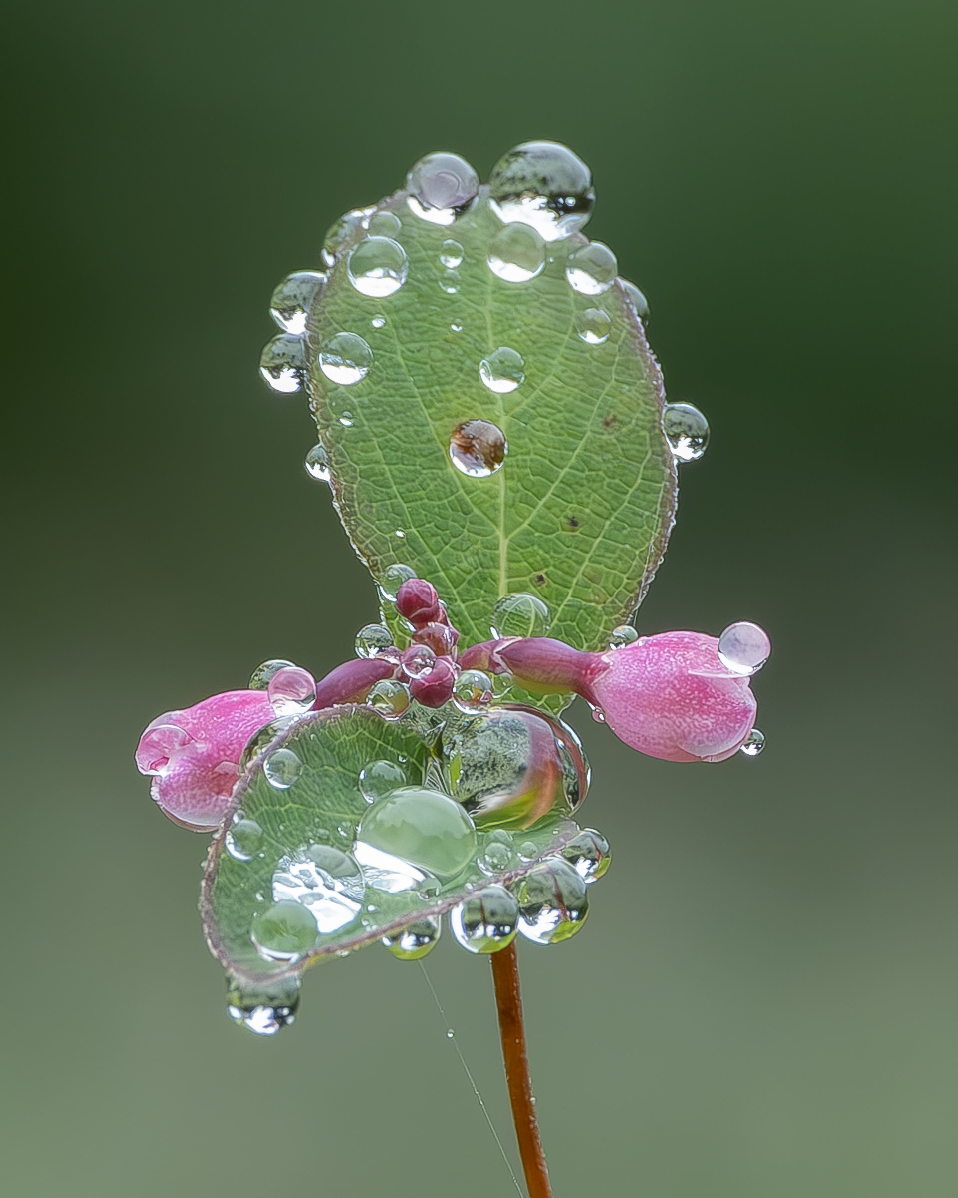 Common snowberry (Symphoricarpos albus), Iceberg Point