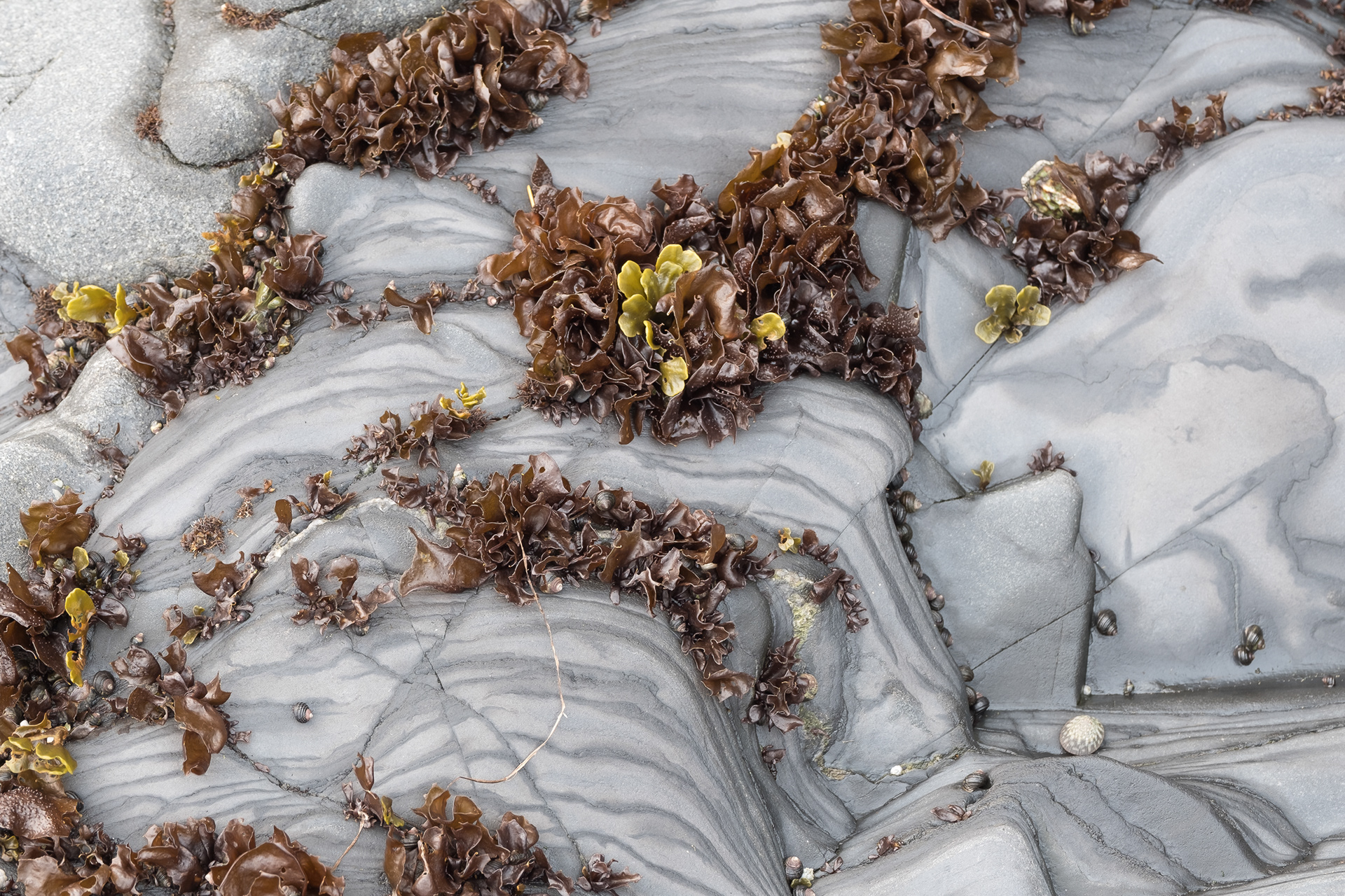Turkish Washcloth (Mastocarpus papillatus), Watmough