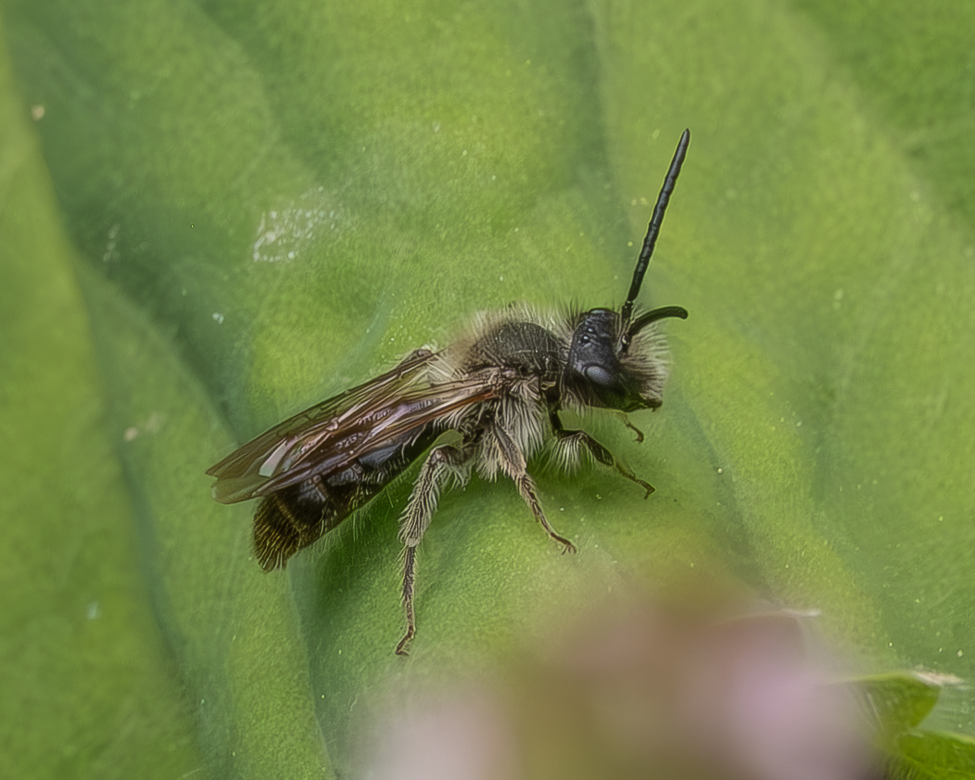 Smooth-Faced Miner Bee (Andrena miserabilis), Kjargaard Road