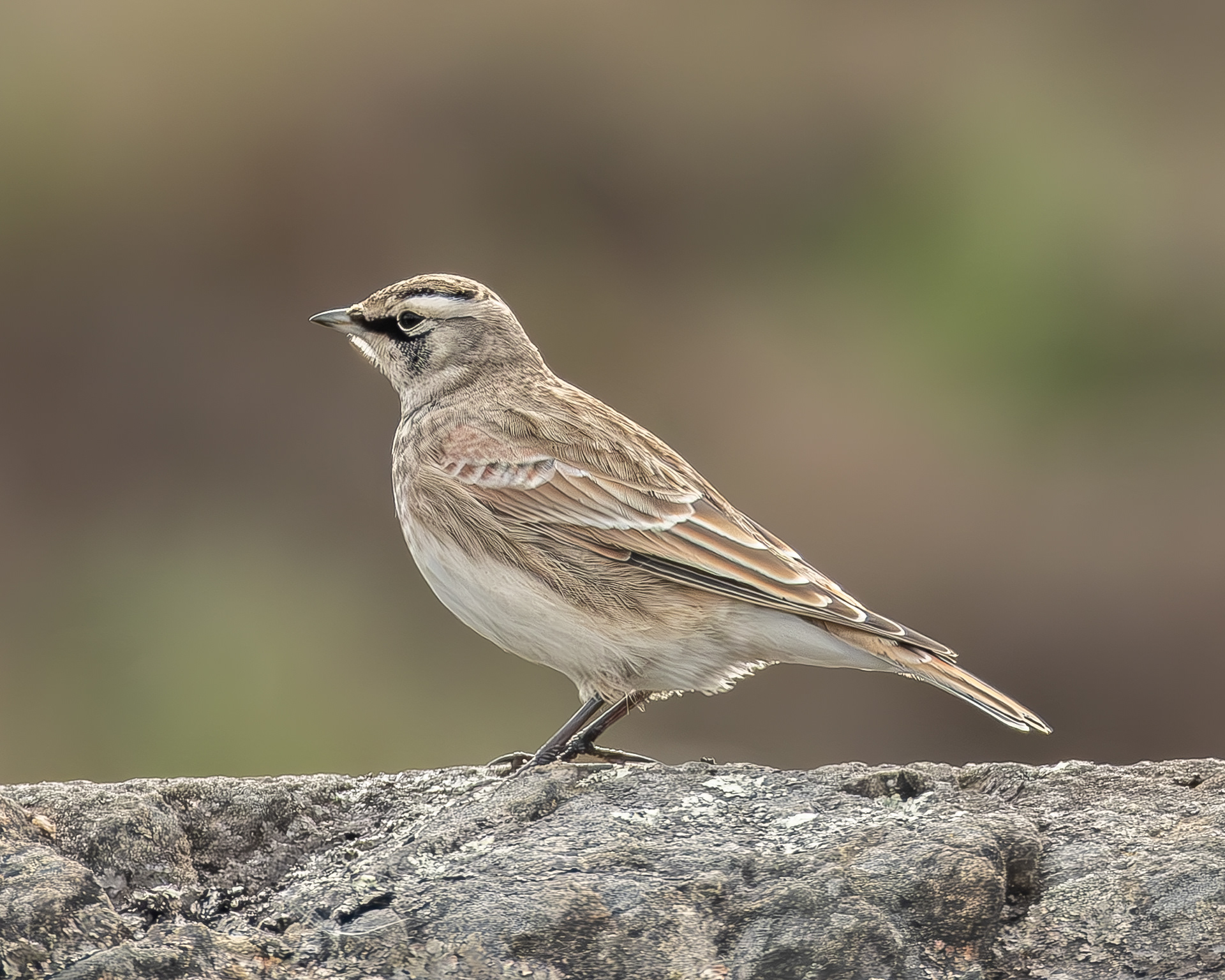 Horned Lark, Iceberg Point