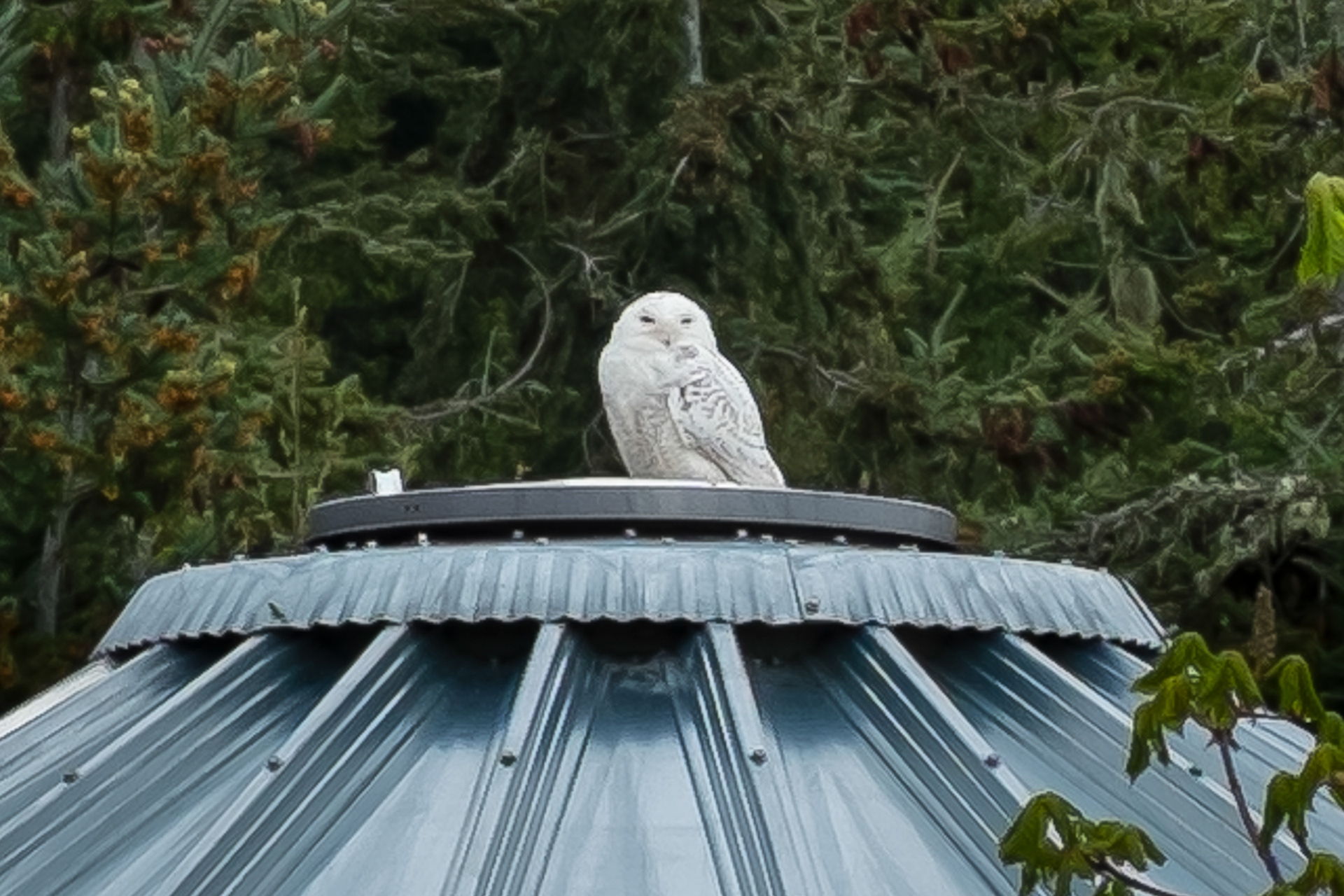 Snowy Owl, Richardson