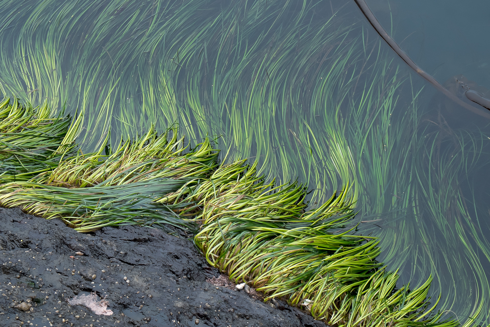 Eel Grass, Iceberg Point