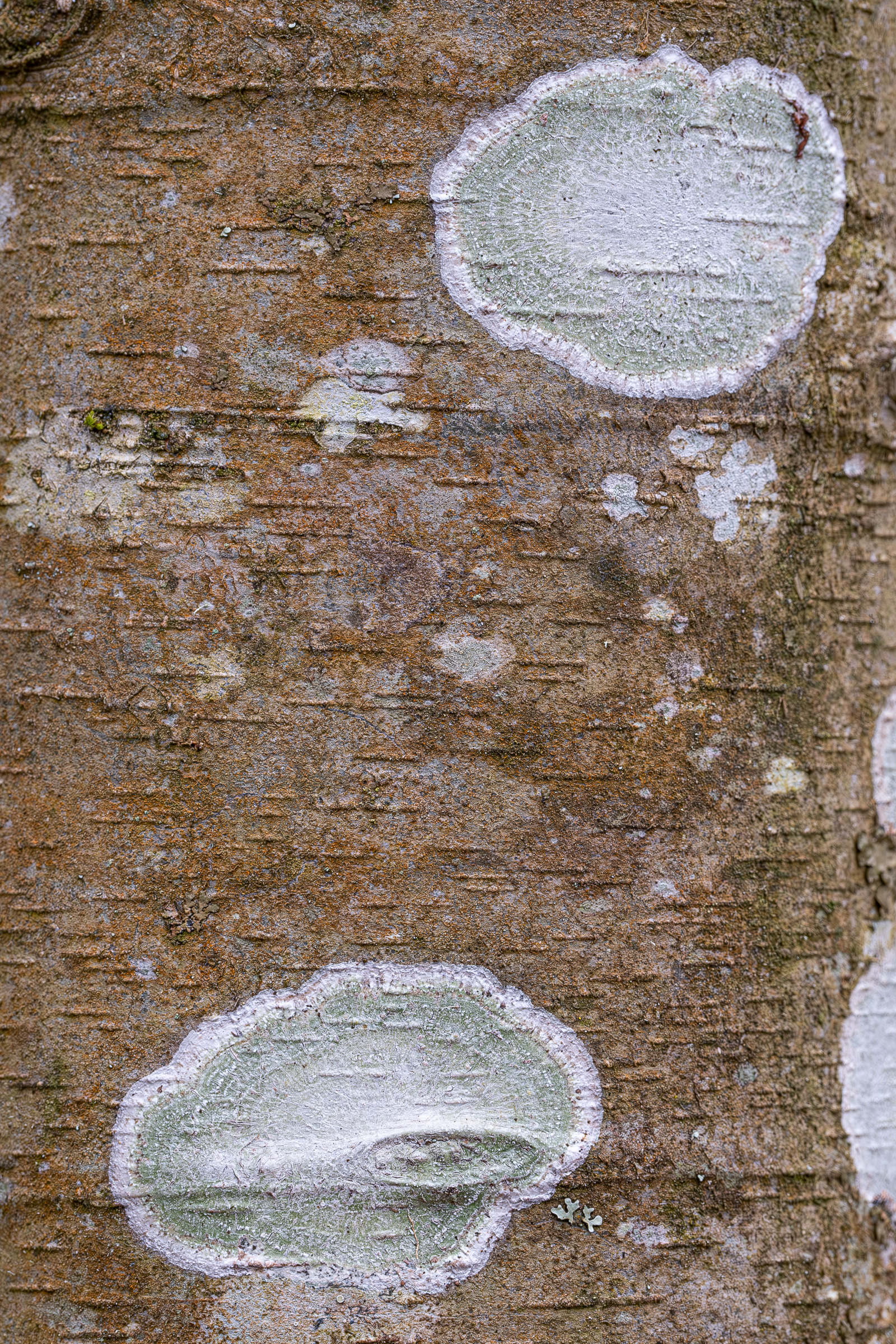 Dust Lichen, (Lecanora), Hummel Lake Preserve