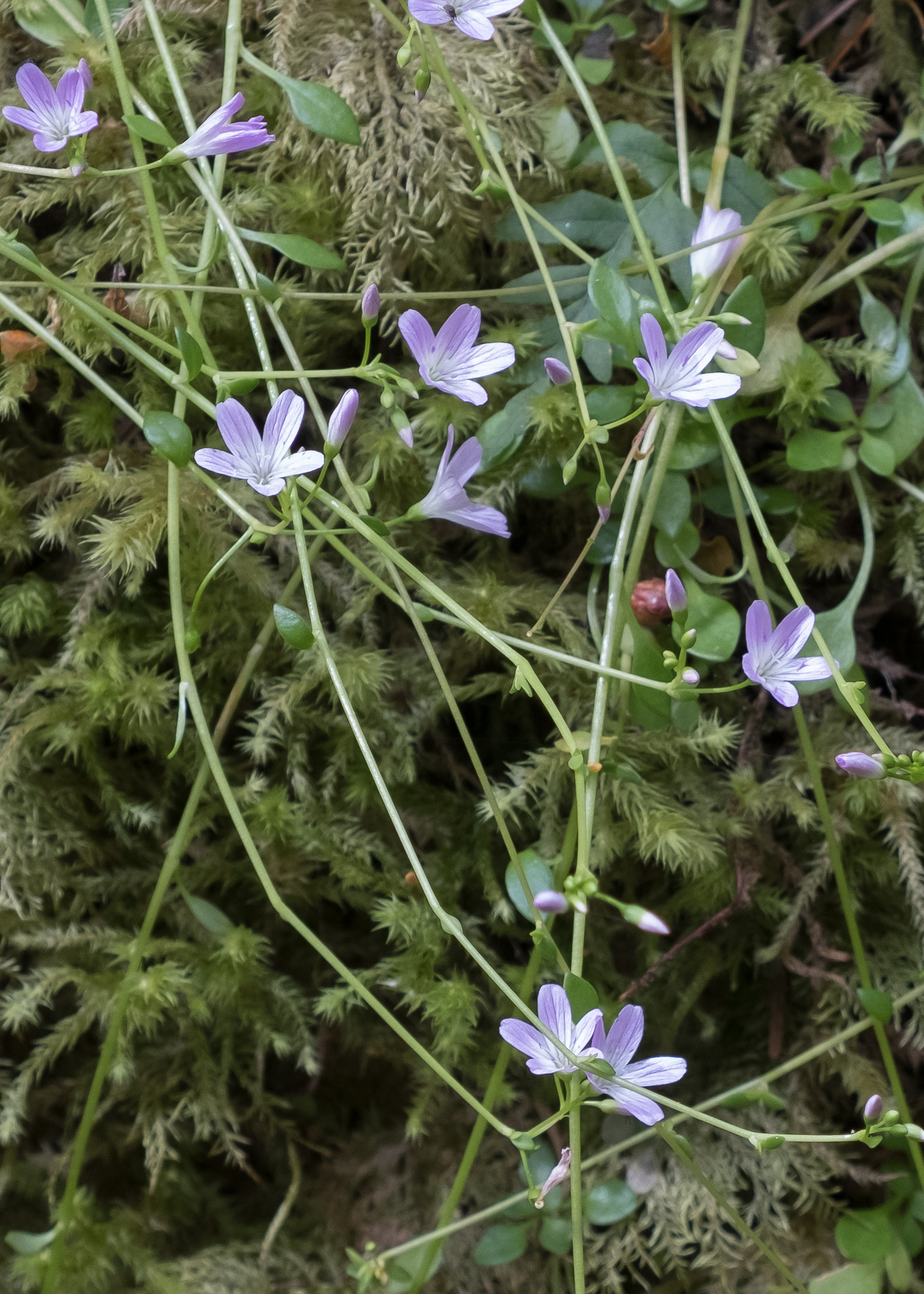 Littleleaf montia (Montia parvifolia), Chadwick Hill