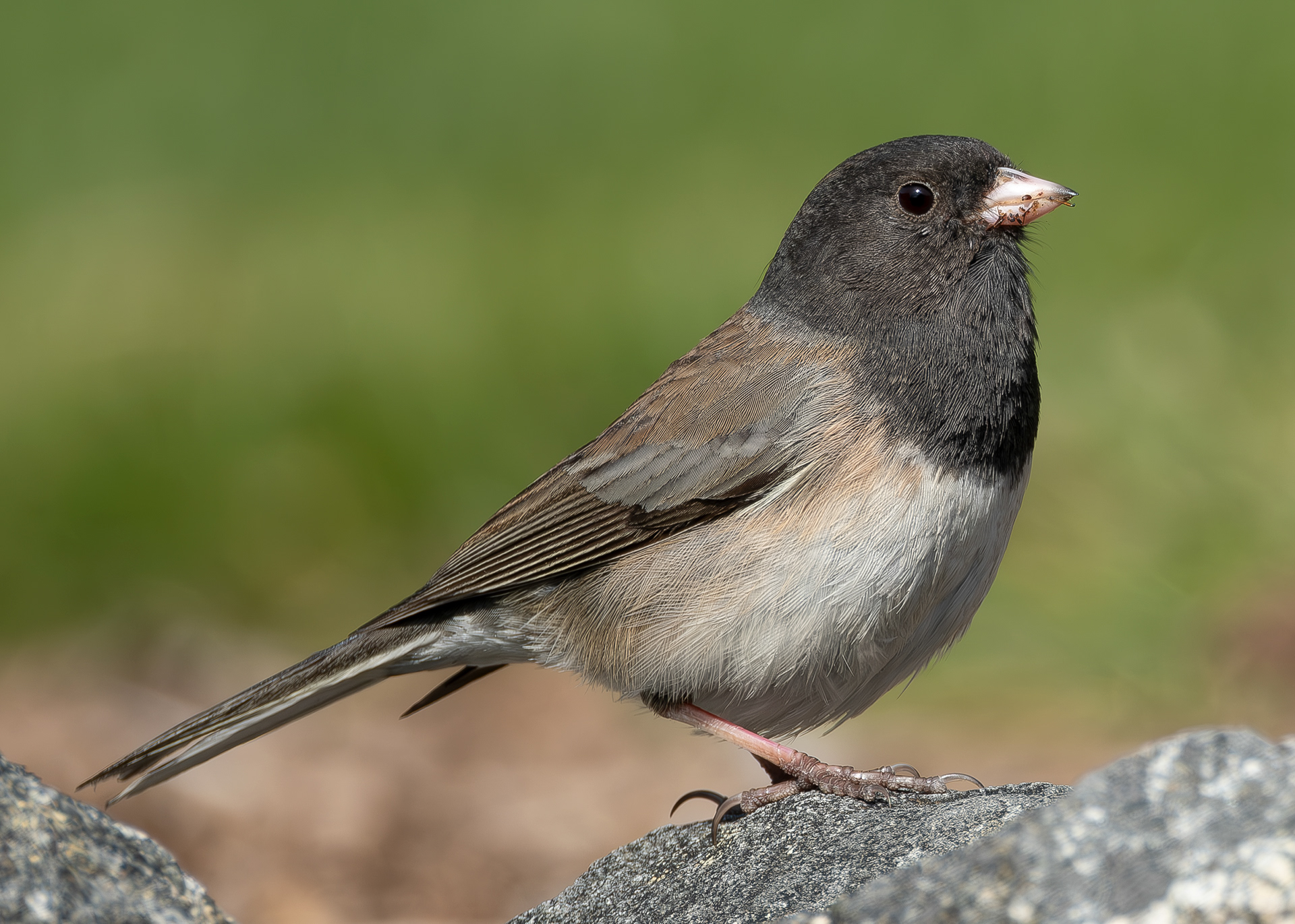 Dark-eyed Junco, Kjargaard Road