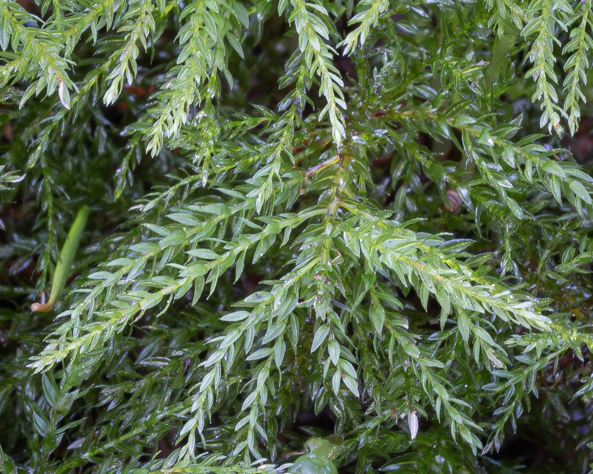 Menzie's Tree Moss (Leucolepis acanthoneura), Hummel Lake Preserve