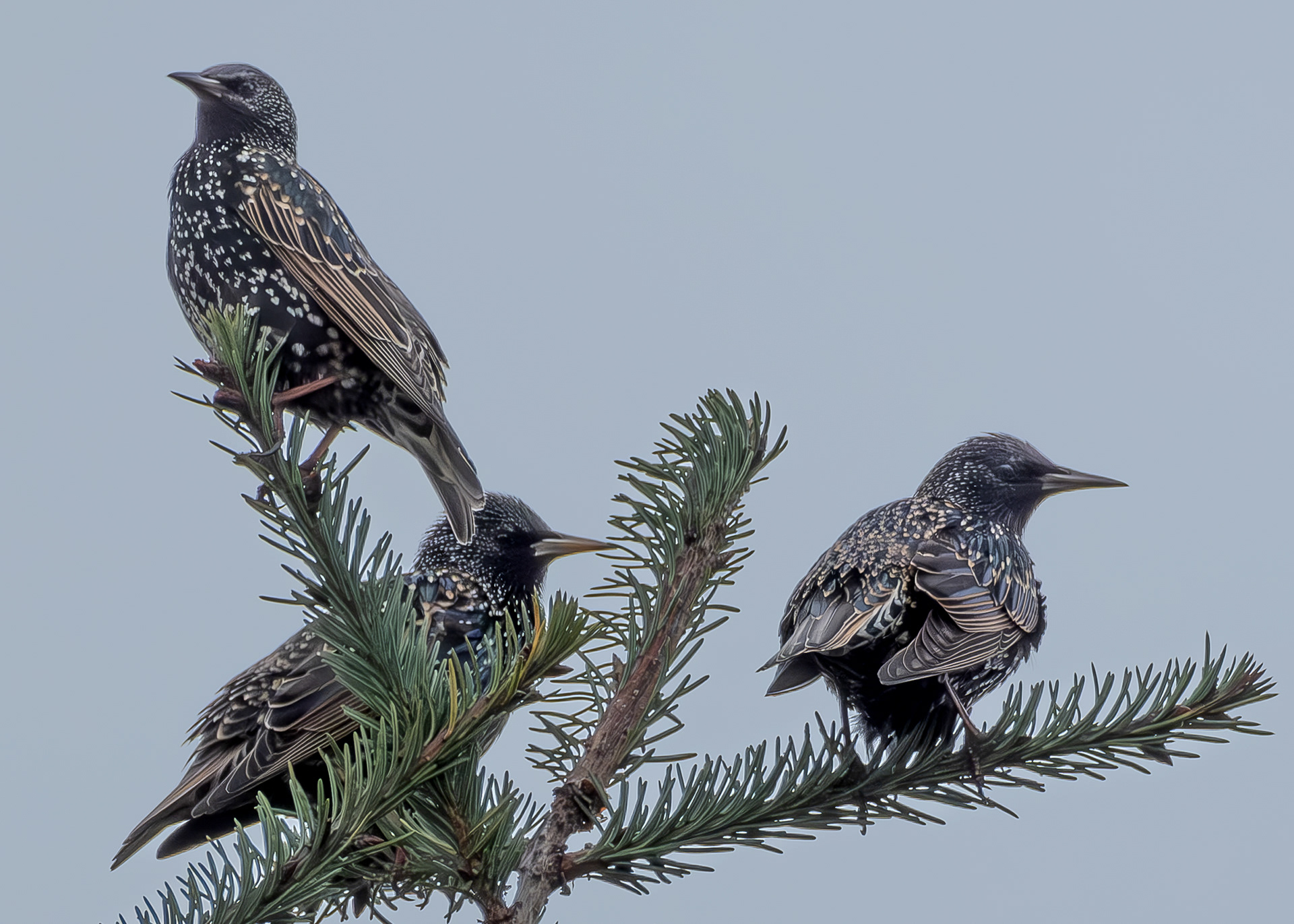 European Starlings, Kjargaard Road