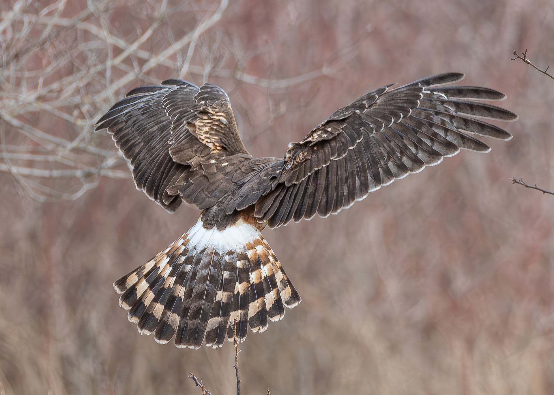 Northern Harrier, Weeks Wetland Preserve