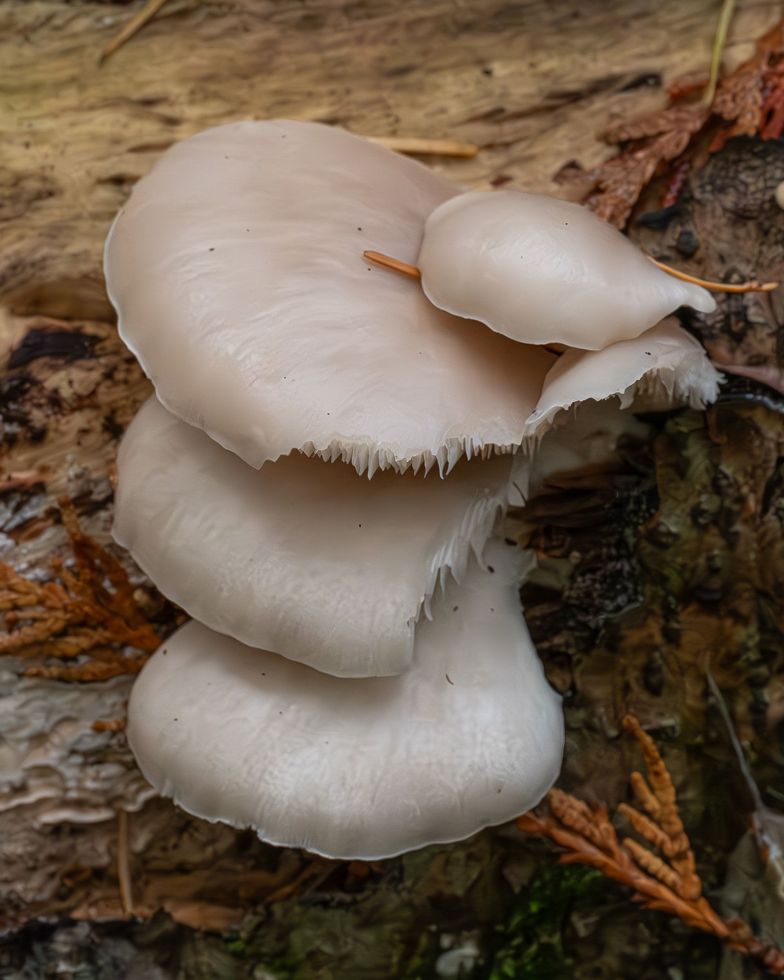 Oyster mushroom (Pleurotus ostratus), Hummel Lake Preserve