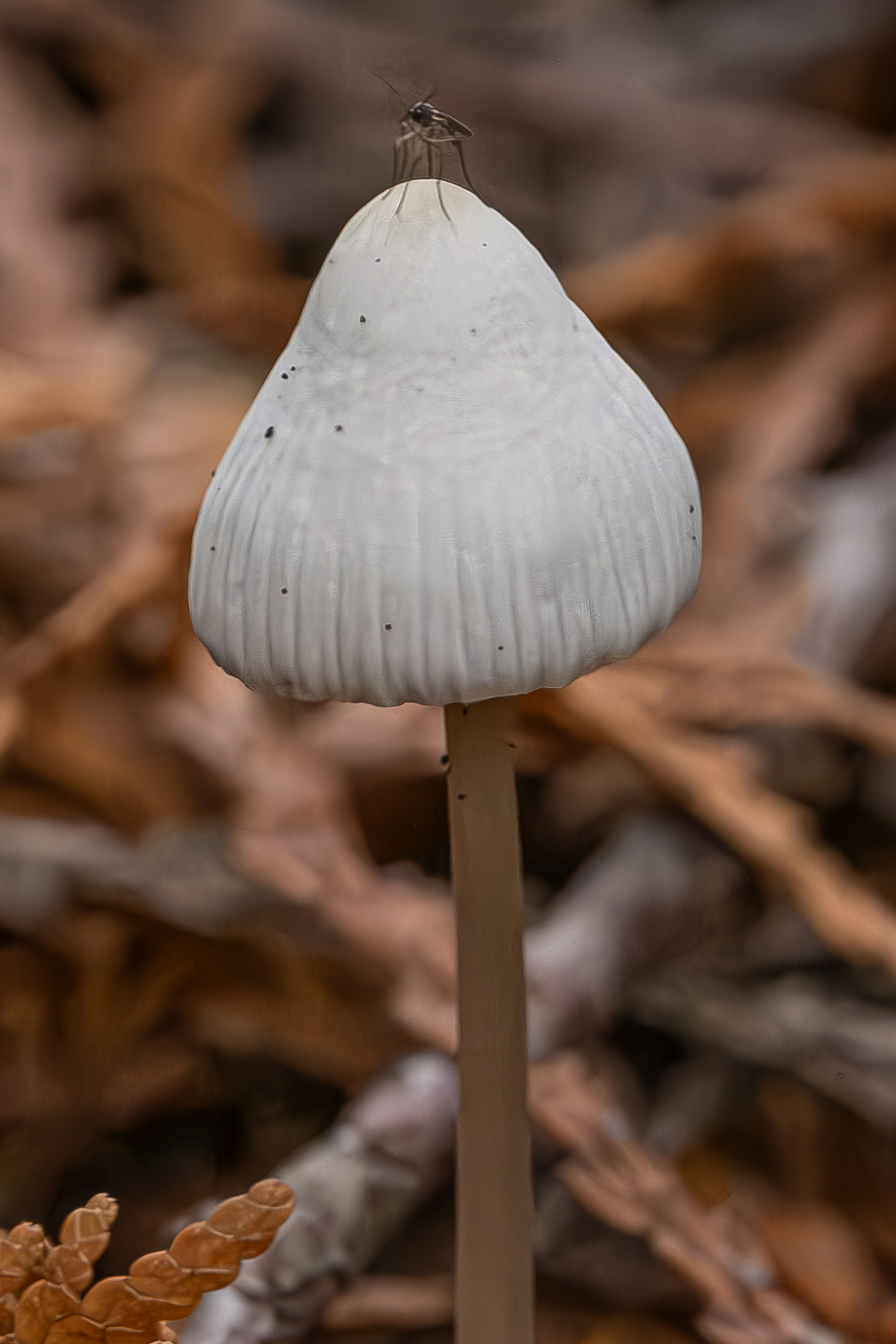Coprinellus impatiens?, Lopez Hill