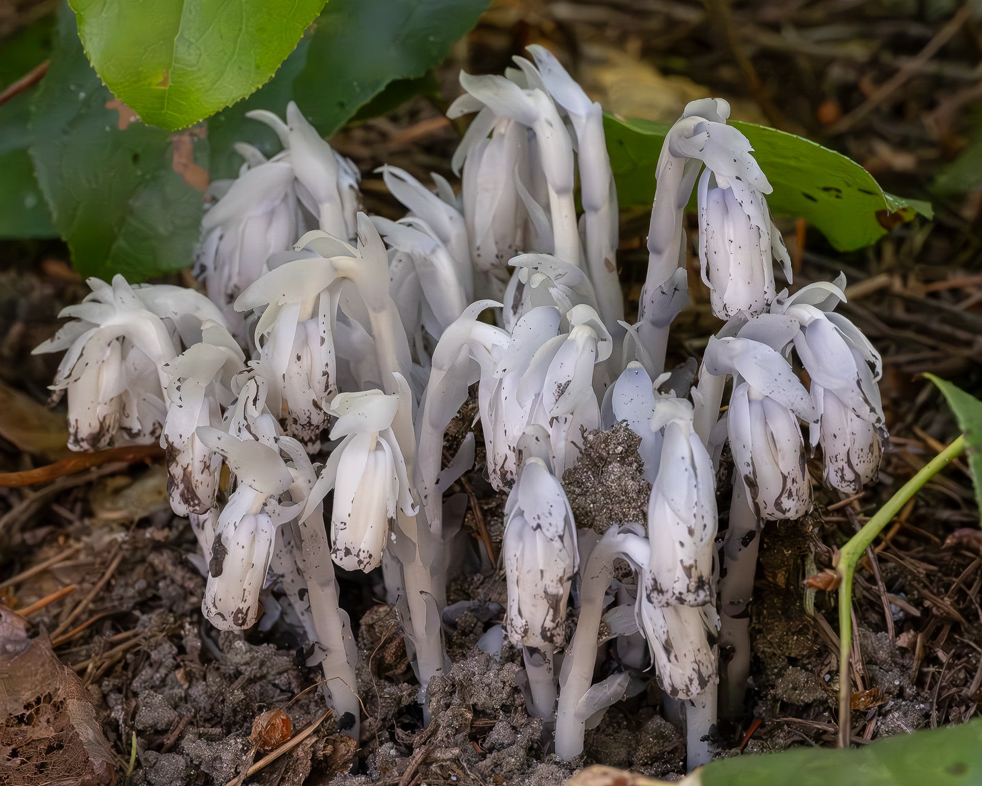 Ghost pipe (Monotropa uniflora), Spencer Spit