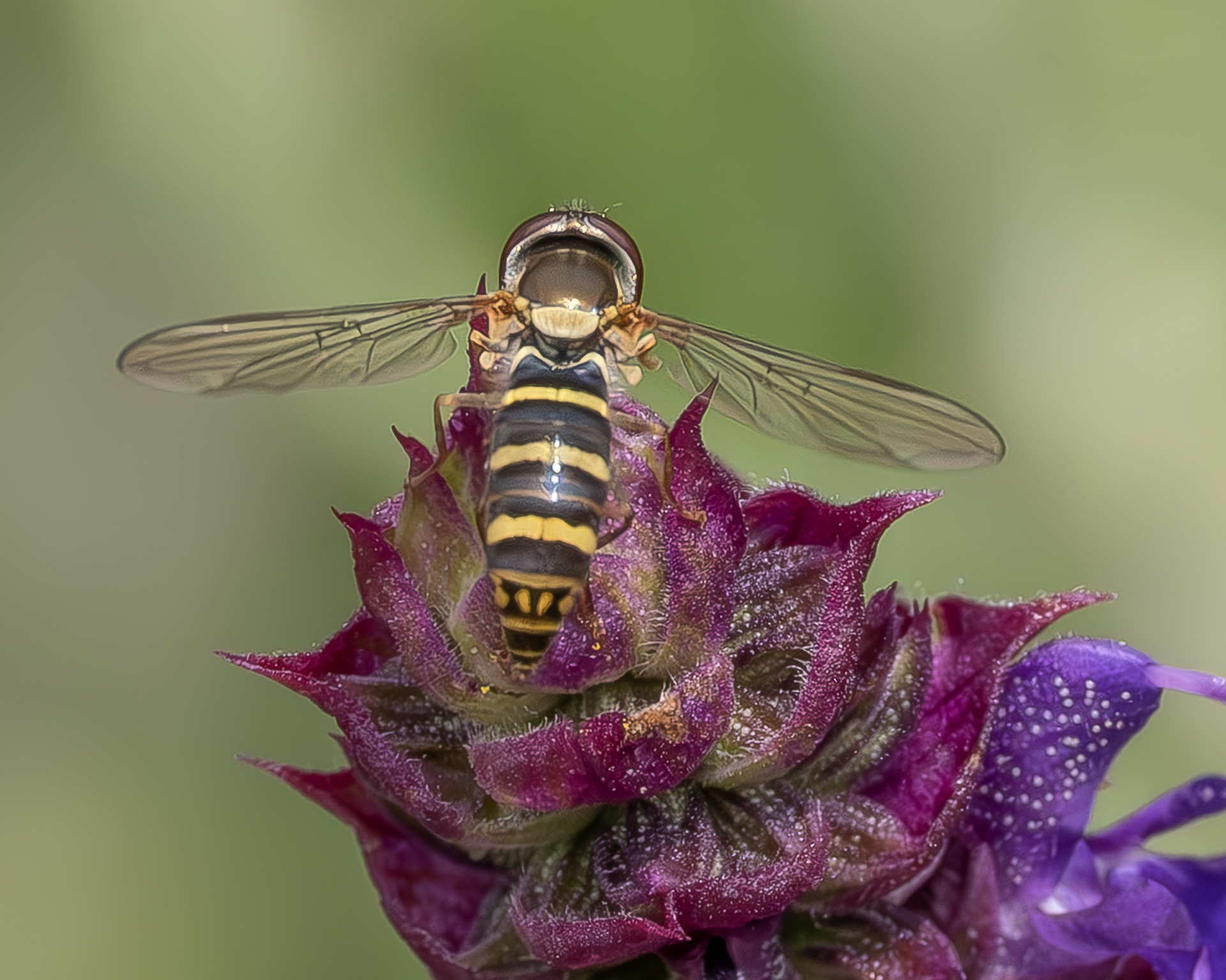 Diamond Spottail (Fazia micrura), Kjargaard Road