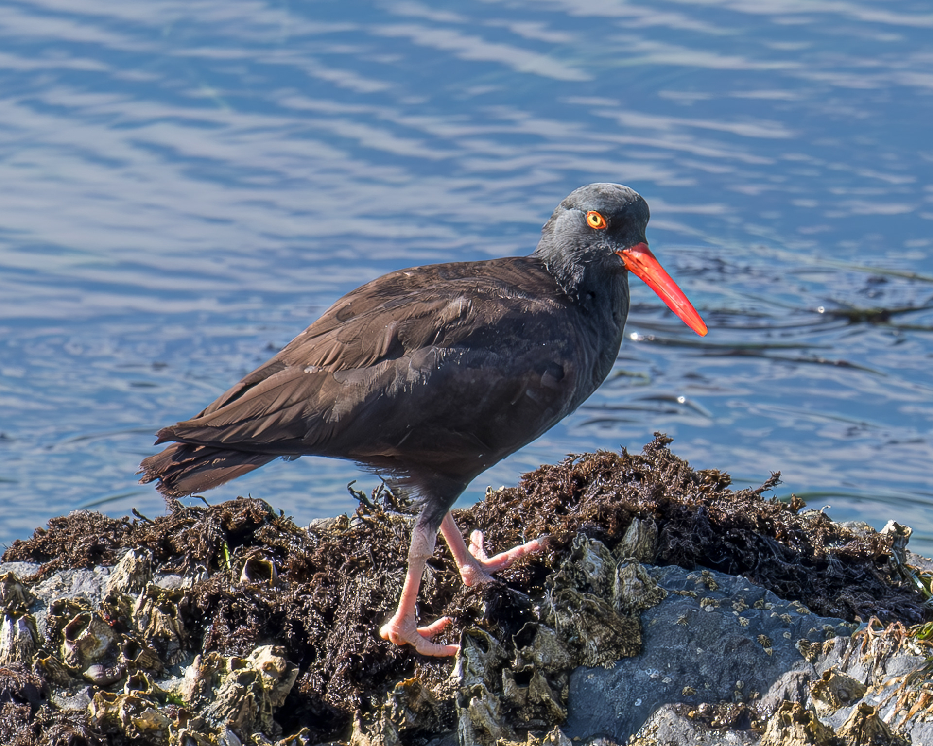 Black Oystercatcher, Shark Reef