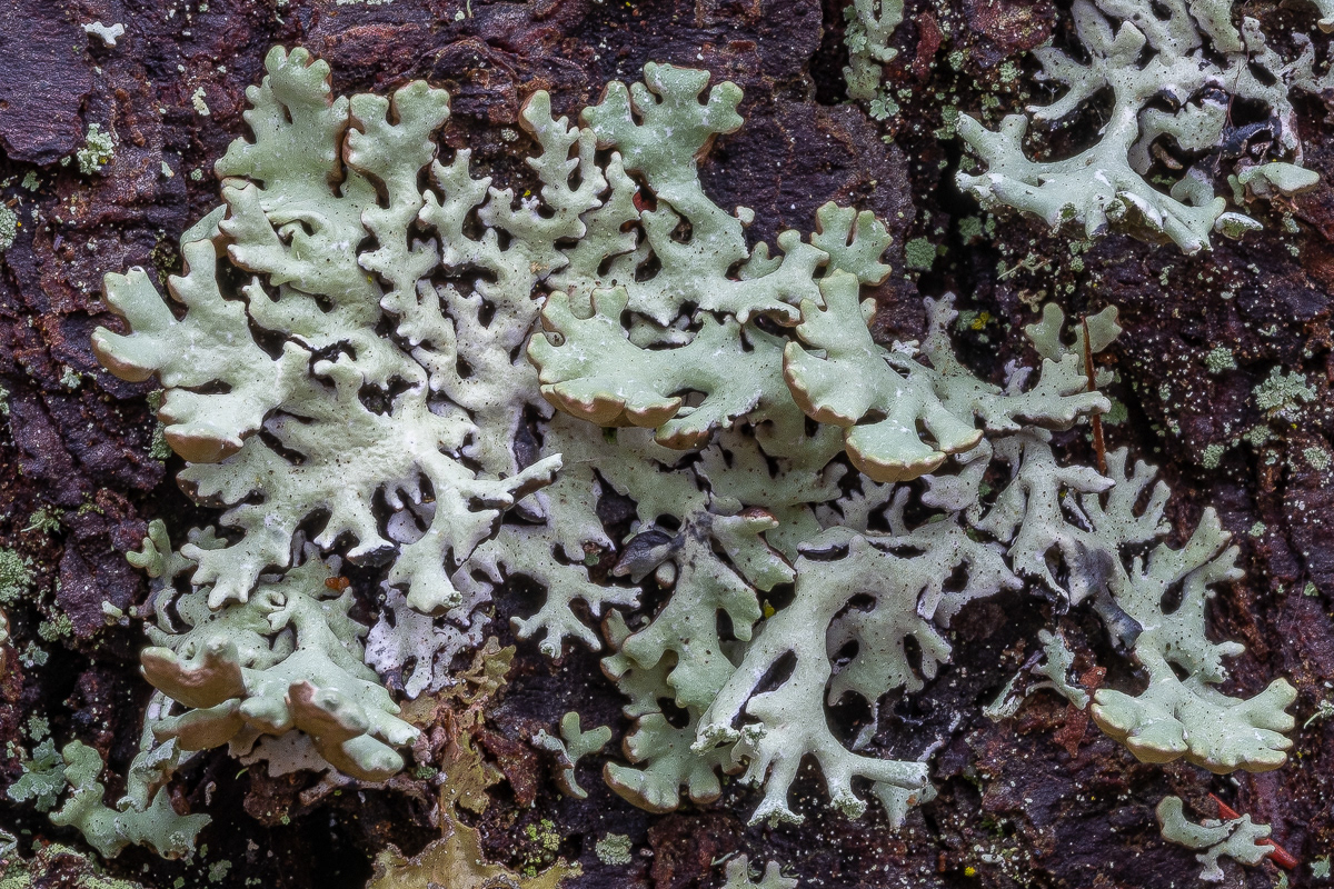 Hooded Tune Lichen (Hypogymnia physodes), Point Colville