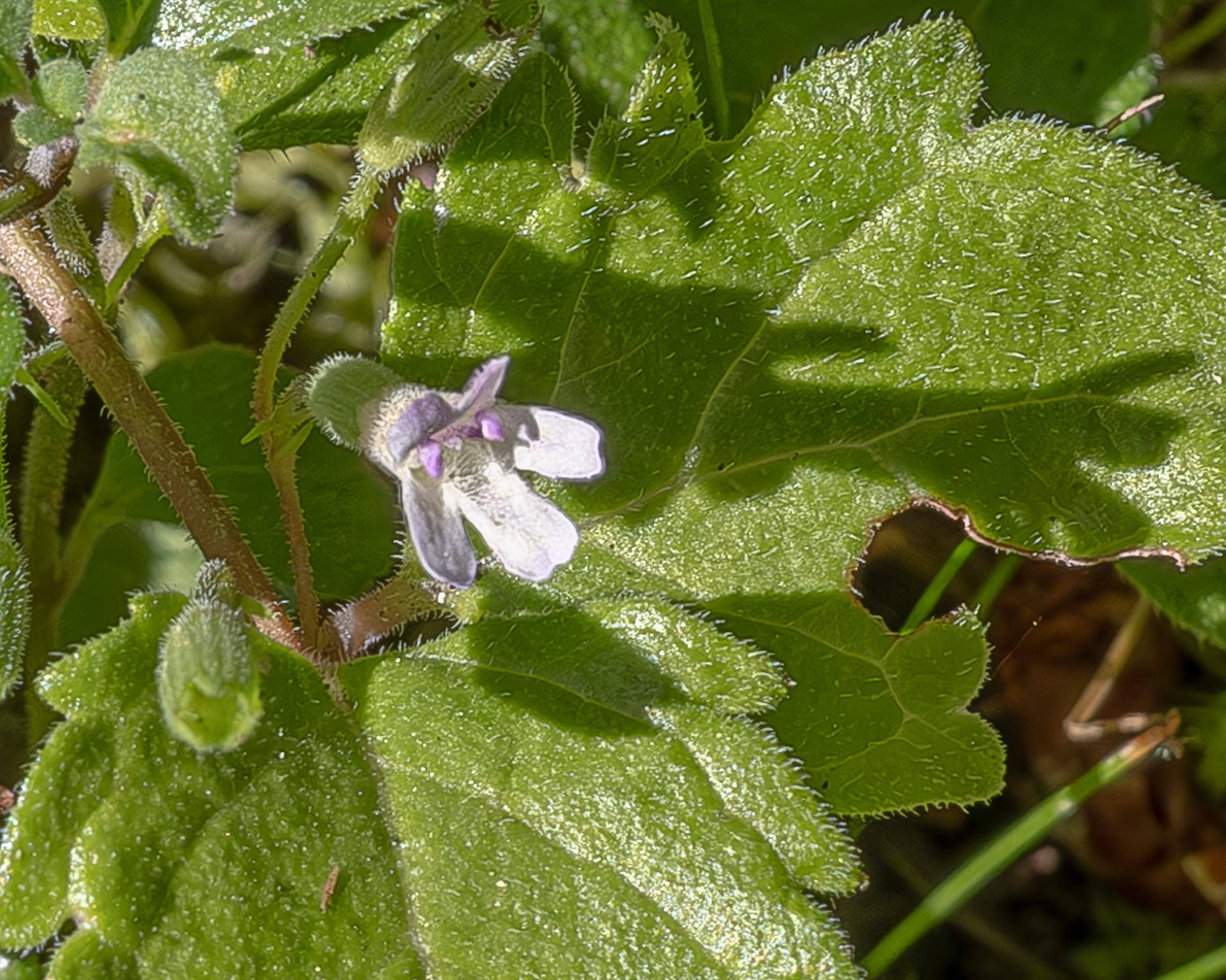Yerba Buena (Clinopodium douglasii), Point Colville