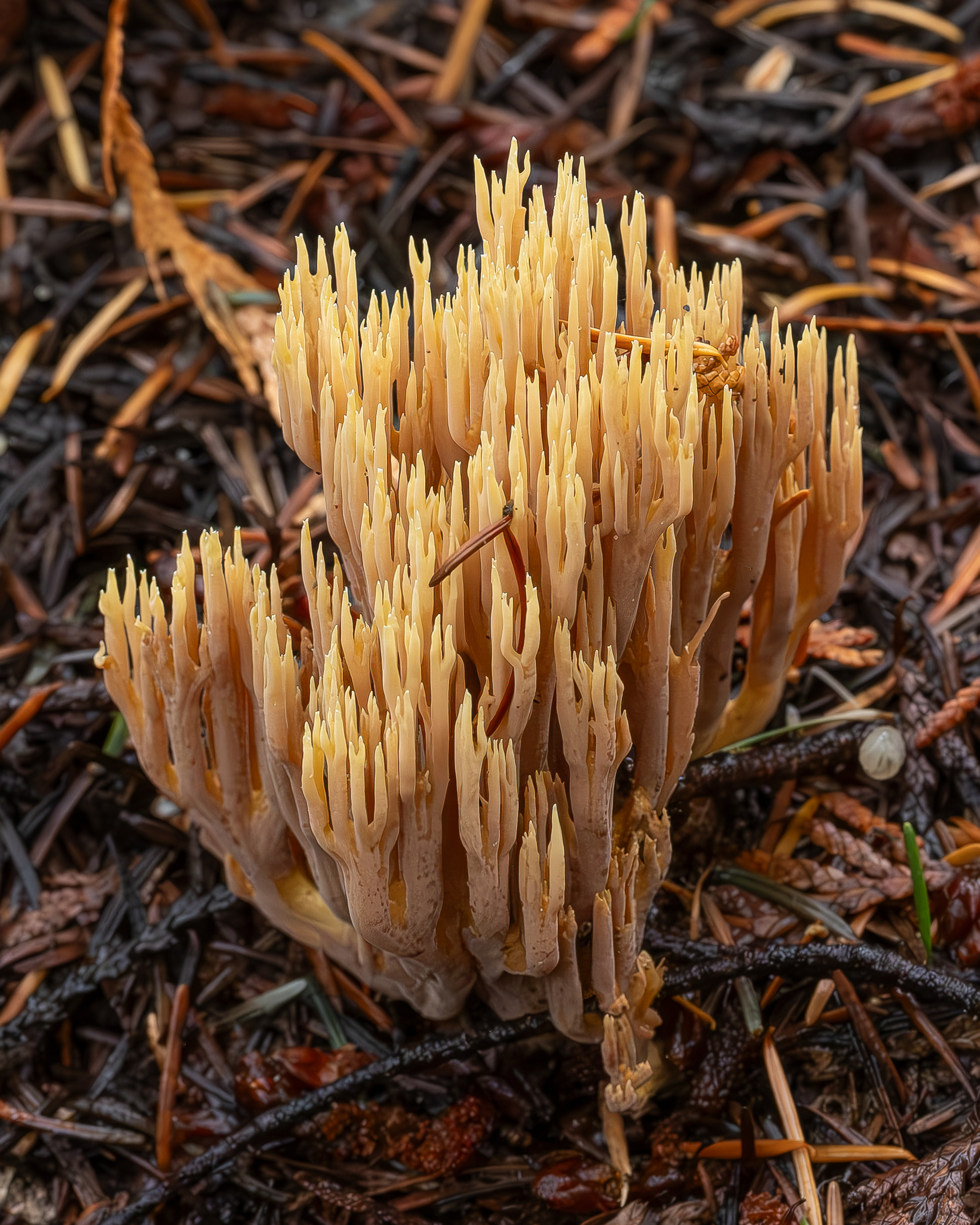 Upright coral (Ramaria stricta), Lopez Hill